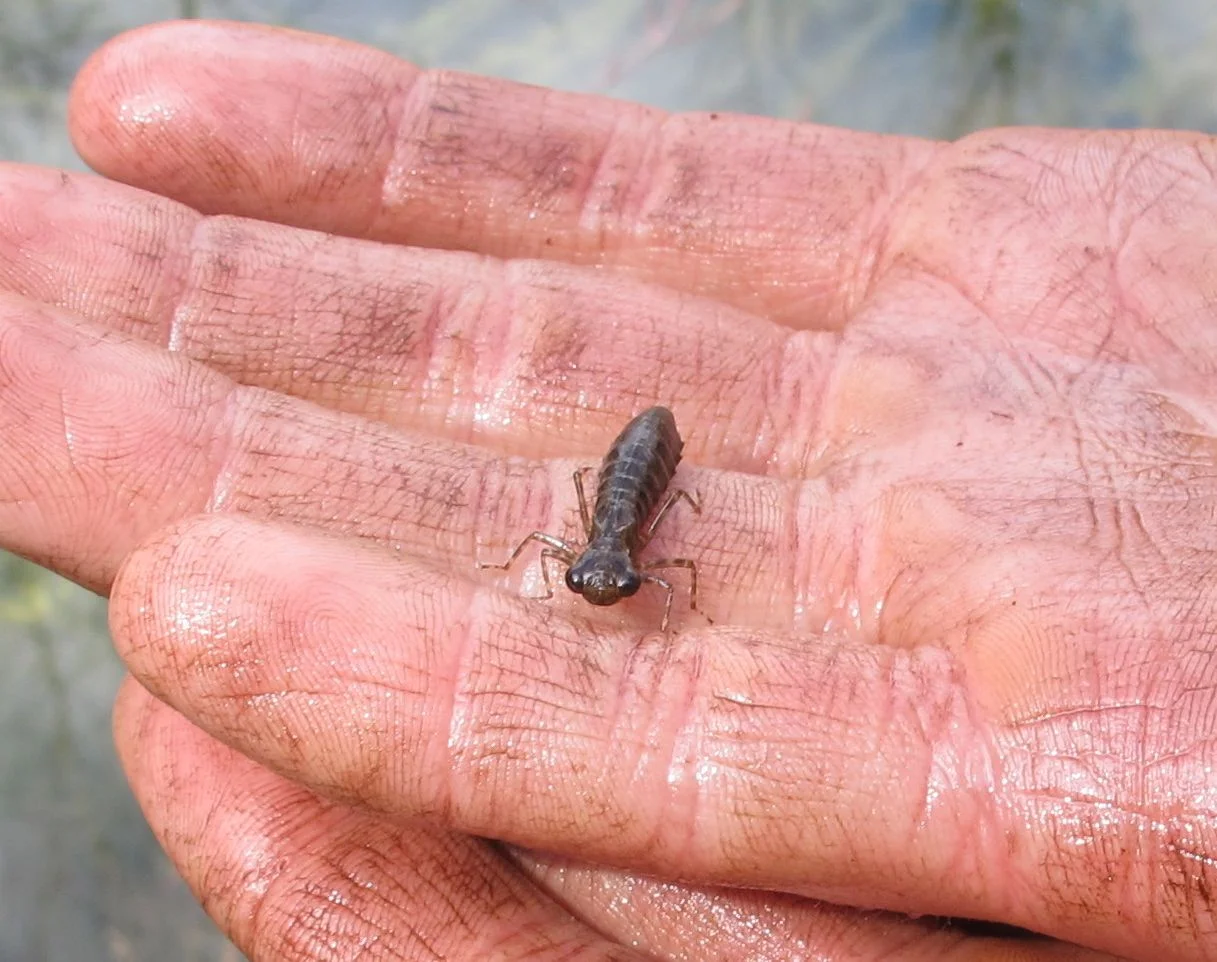 You Facebook followers have seen this critter already. It's a dragonfly nymph. Dragonflies live in this stage for most of their lives. The nymphs have extendable jaws with which to grab food such as mosquito eggs.
