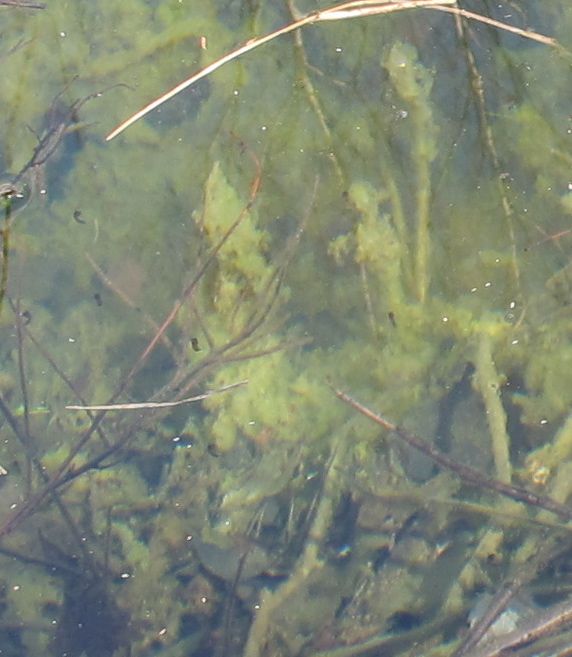 If you look very closely you'll see mosquito larvae in the water. They're the little black things floating beneath the surface.