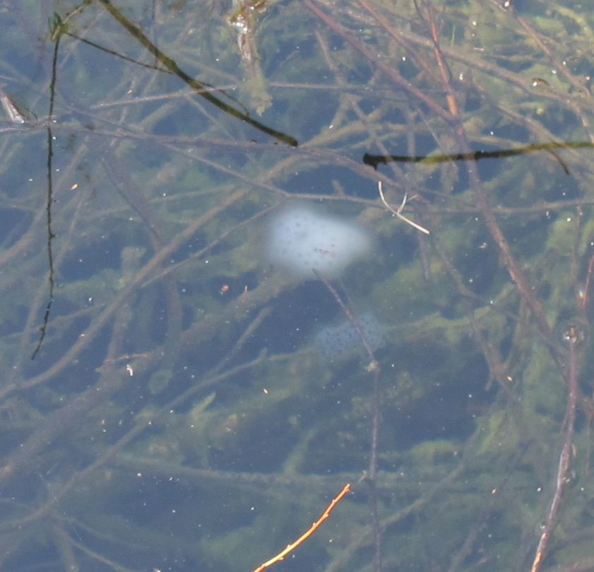 We guessed that the white egg clusters deeper in the water might be salamander eggs. Any of you salamander experts want to weigh in?
