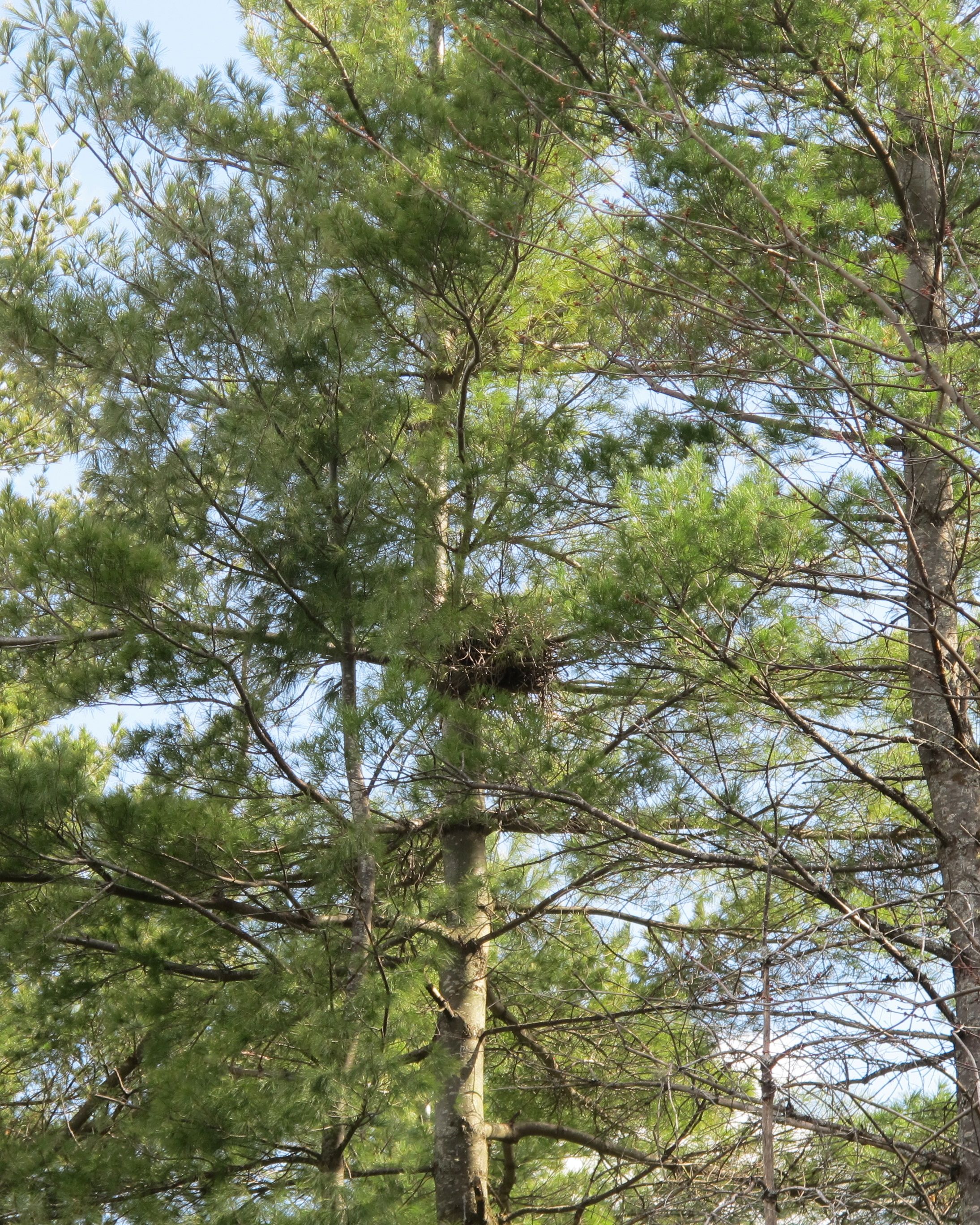 When the author of Ravens in Winter and The Mind of the Raven shows you a raven's nest on his property, it's a pretty cool moment.