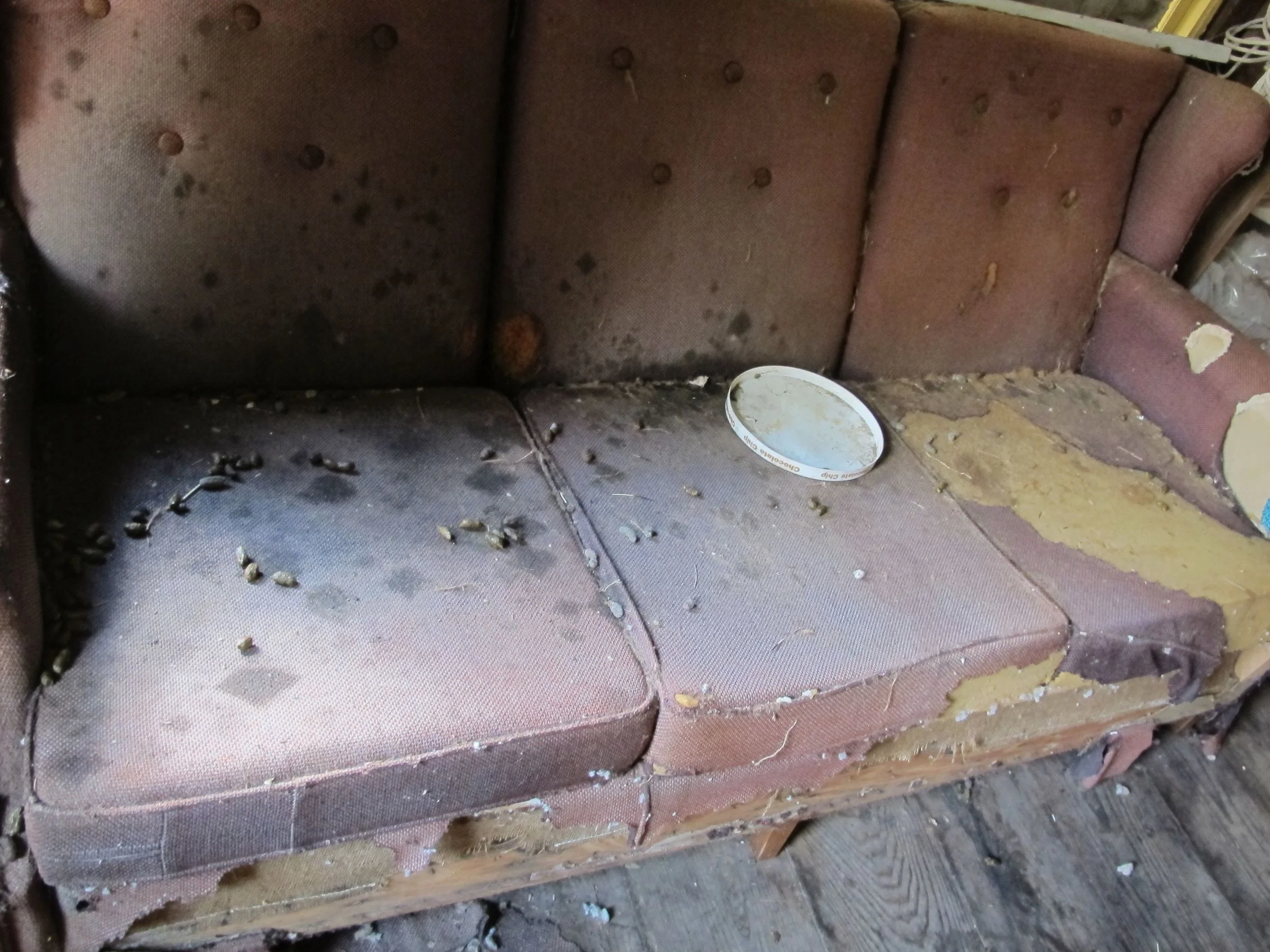 This is the porcupine couch in all its glory. No porcupines were in the empty cabin when we looked around, but the evidence of their presence was everywhere.