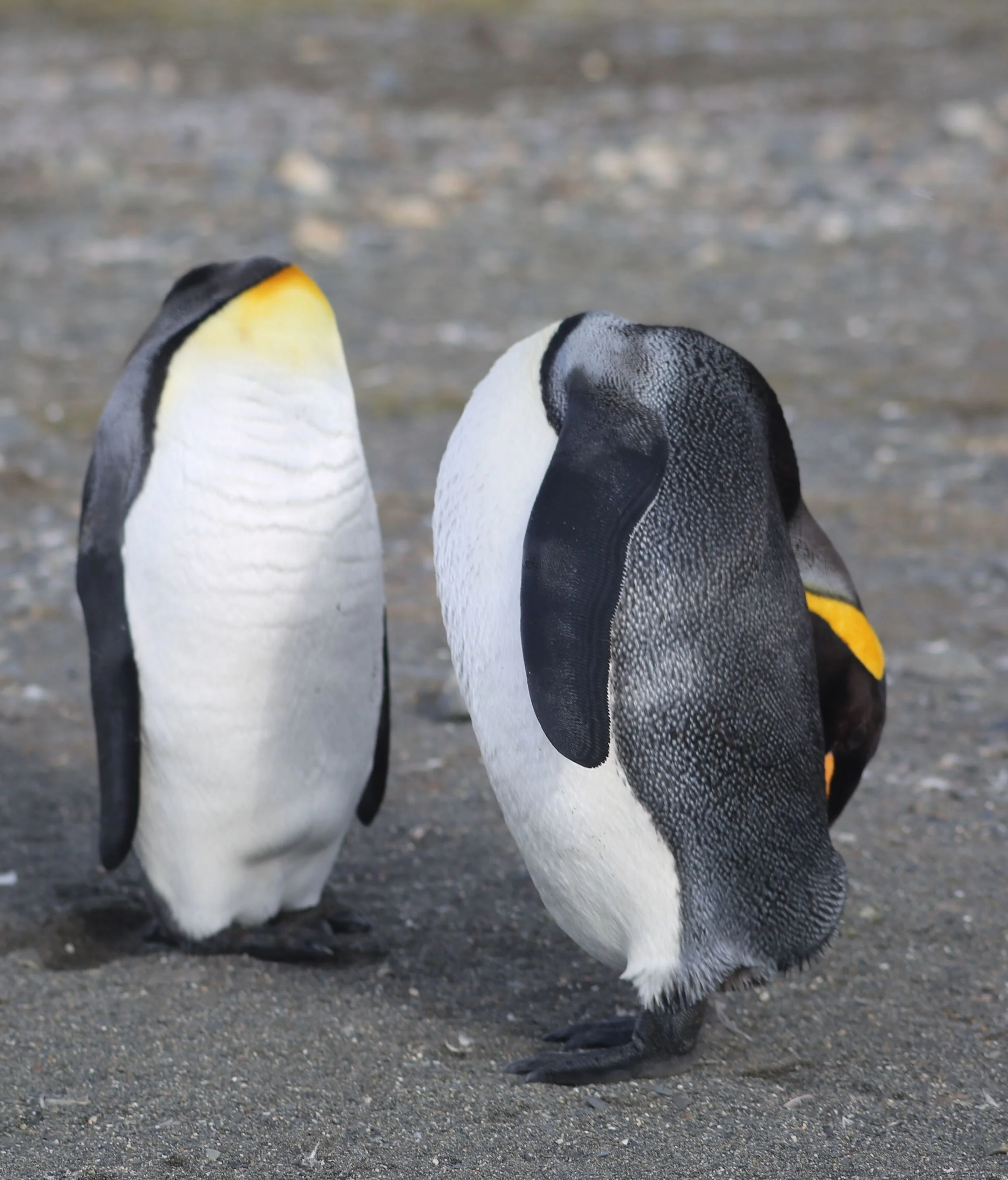 No, these seemingly headless king penguins aren't the two of US, but they're among the many unforgettable sights that we would see in our voyage to the deep, deep, deep South. (Feel free to invent a funny caption.)