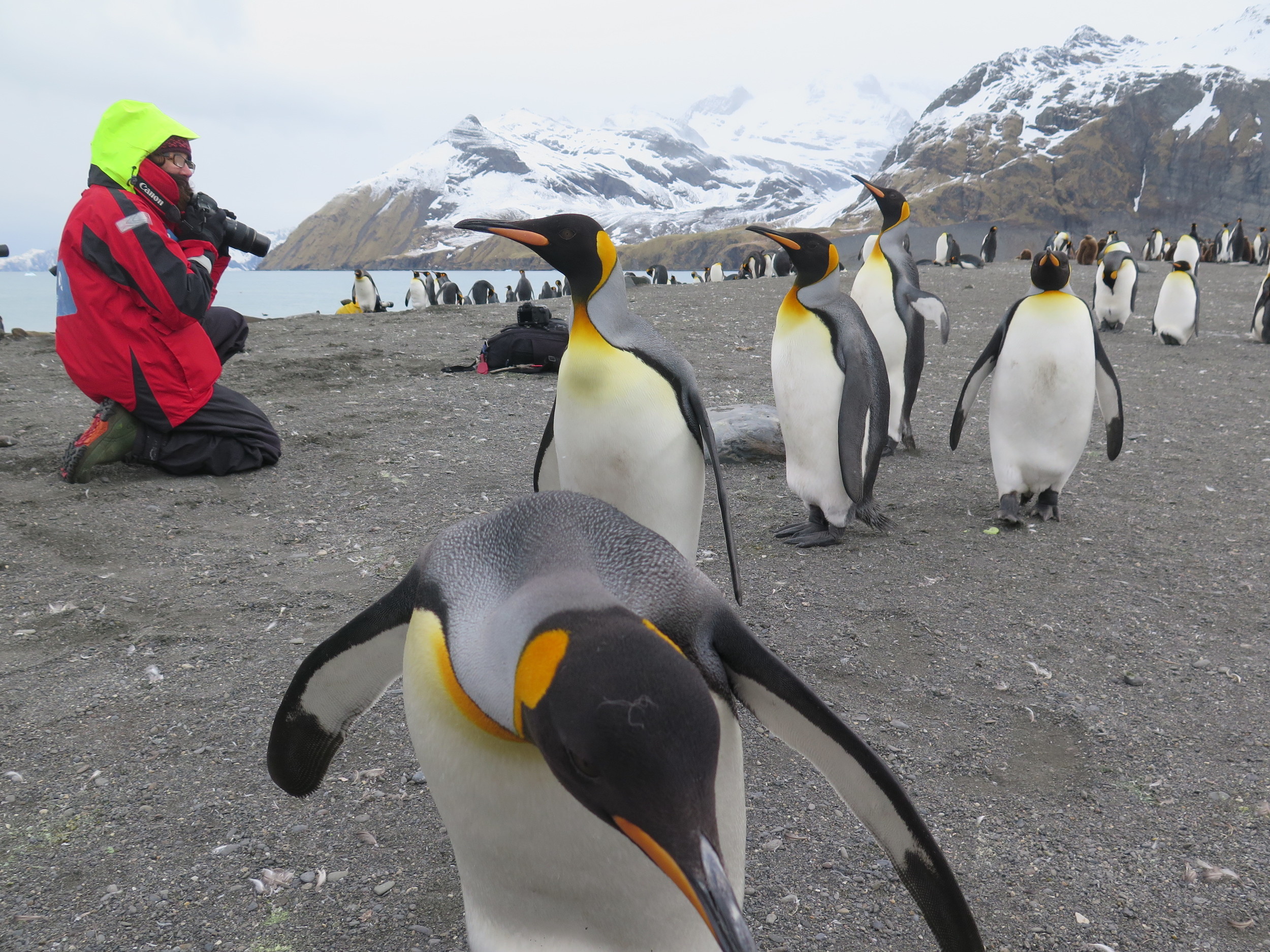 Pamelia and others learned that the best way to get Antarctic wildlife to approach was to sit still and wait. That time of quiet watching brought other rewards, including insights into the animals' behavior and a deep sense of connection to the animals and the place. 
