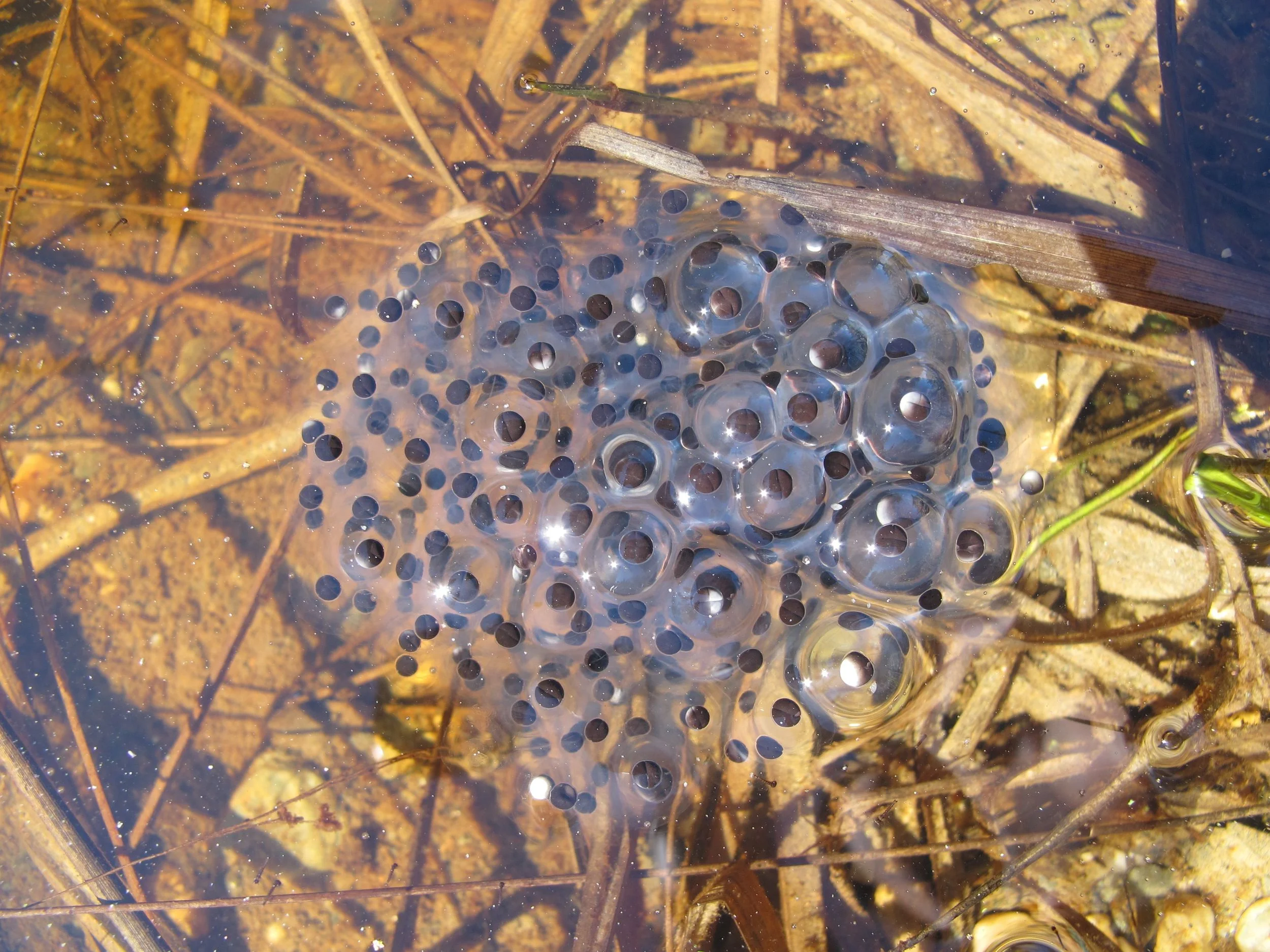 We knew that the eggs were freshly laid because they hadn't been there the day before.