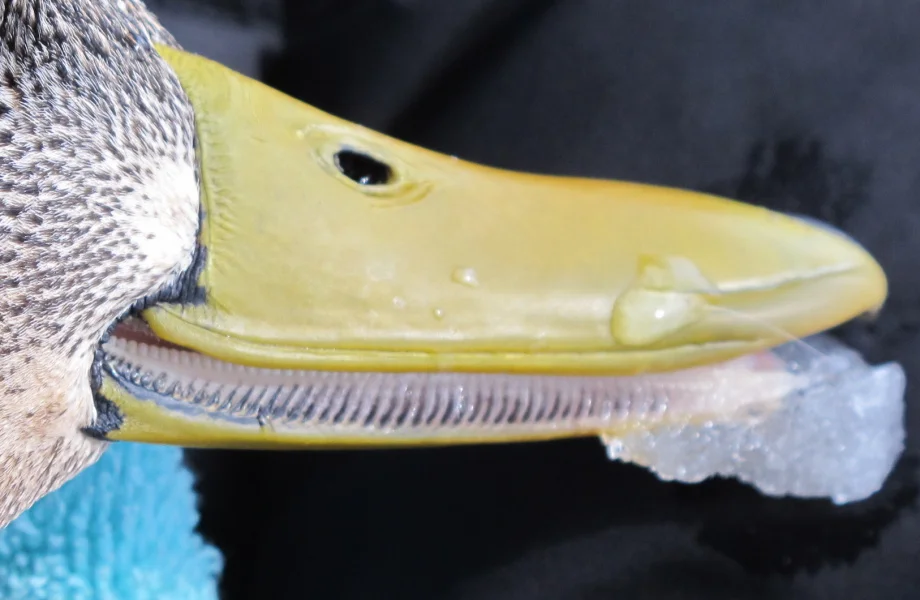This is the shot being used in the nature video. The duck had been attacked by a goshawk by our house and had just died. Those aren't teeth; they are lamellae, which are used for filtering food from the water.