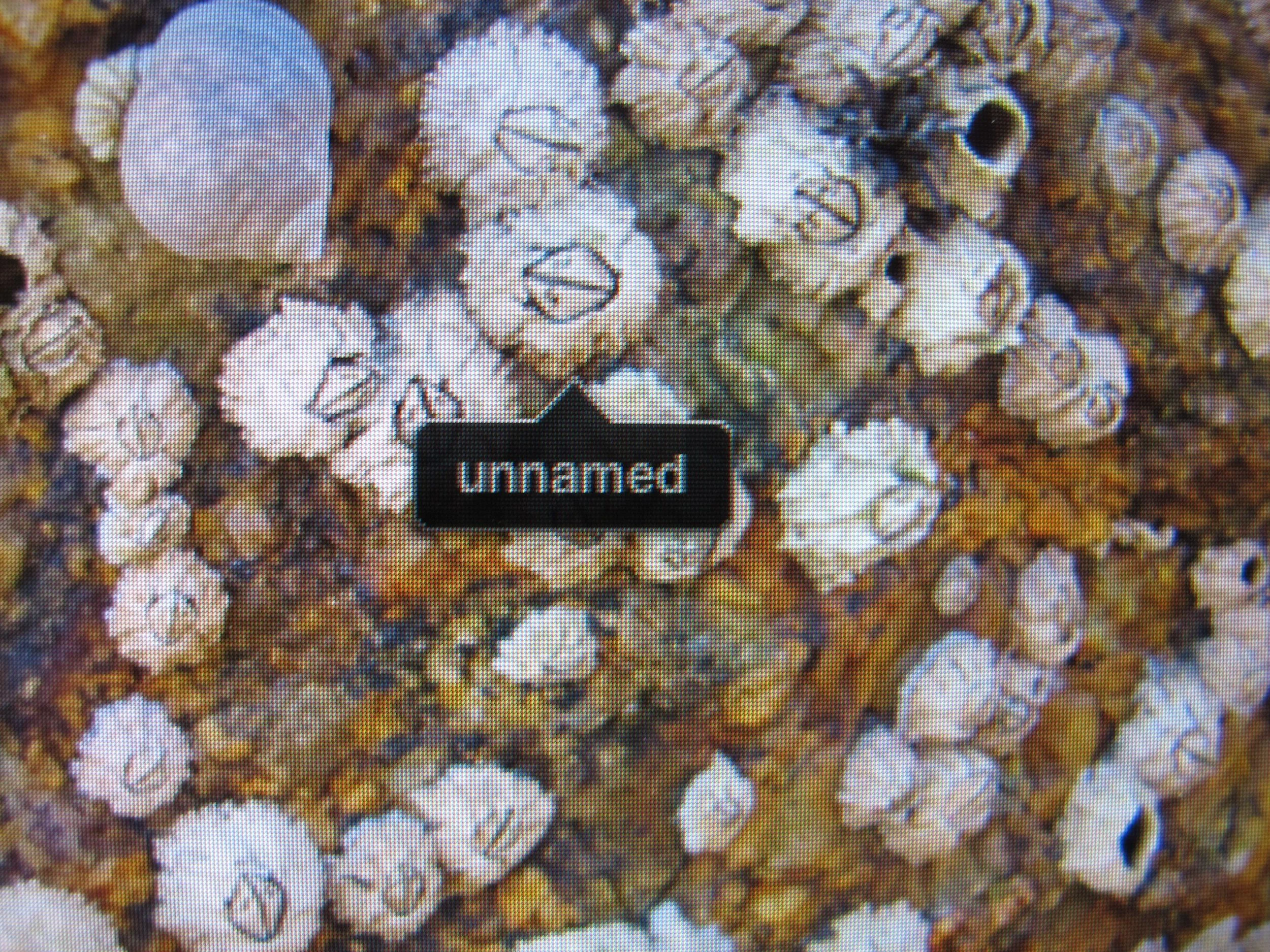 For those of you who didn't see it on The Naturalist's Notebook's Facebook page, here's the funny sight that popped up on my computer screen when I was downloading some shots of barnacles. The face-recognition software in iPhoto saw one barnacle as a human face, but couldn't identify whose.