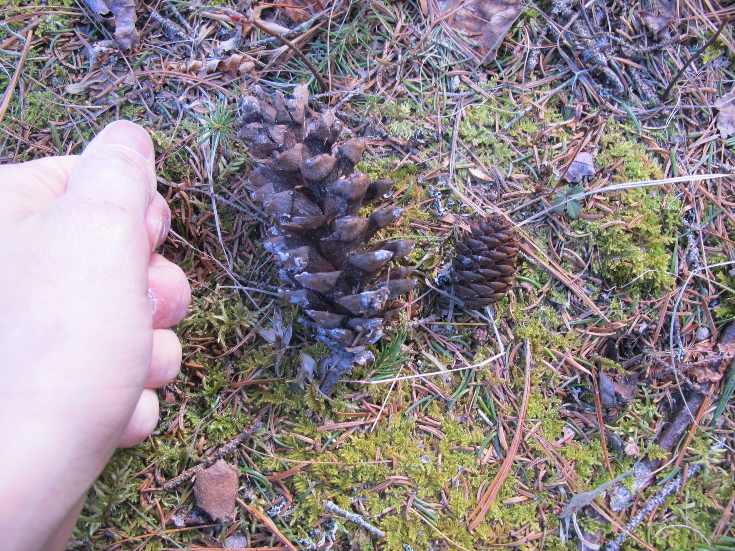 pineconequiz