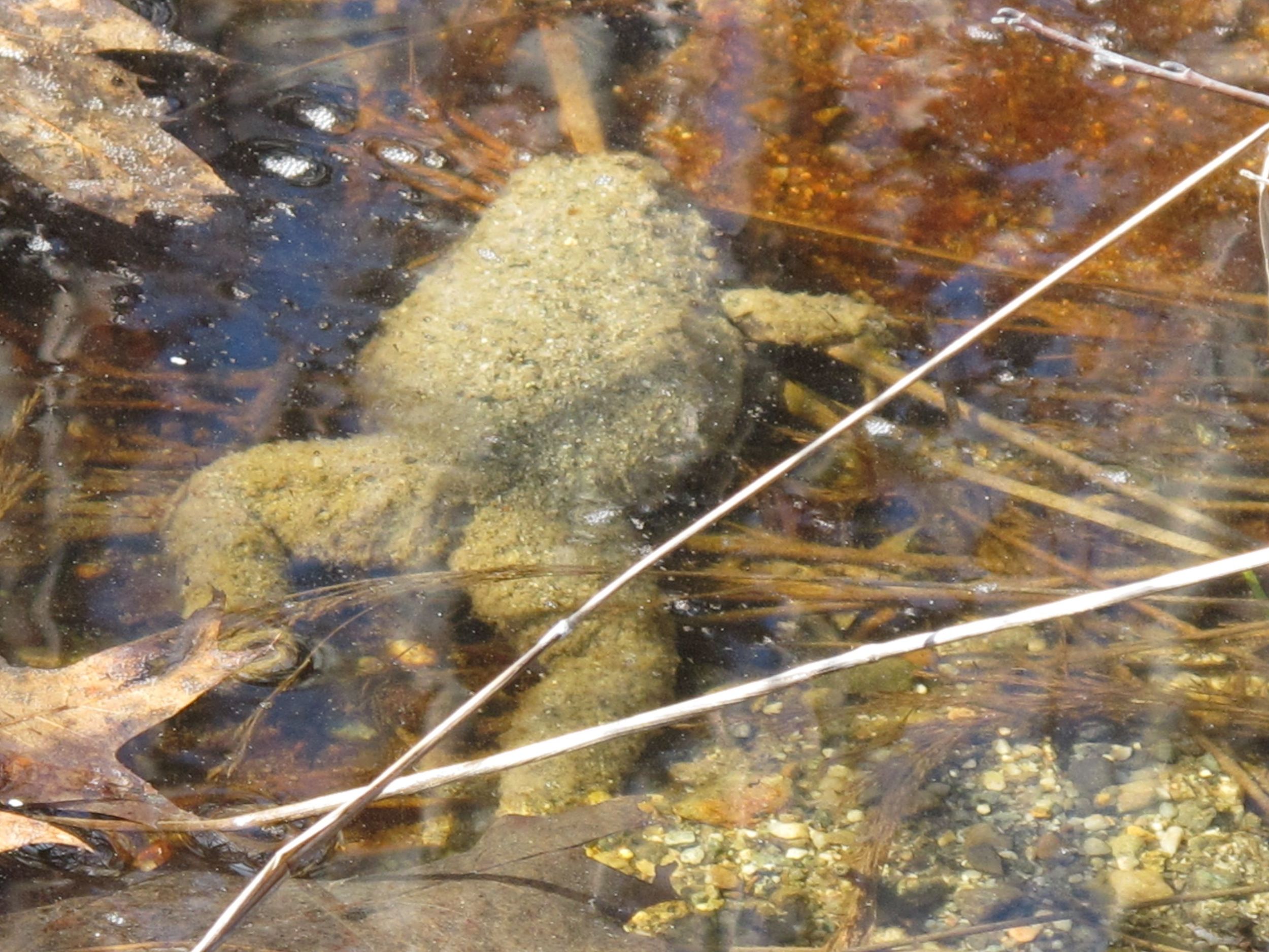 I'm not sure if this guy is going to come to life or not. He seemed covered with sand.