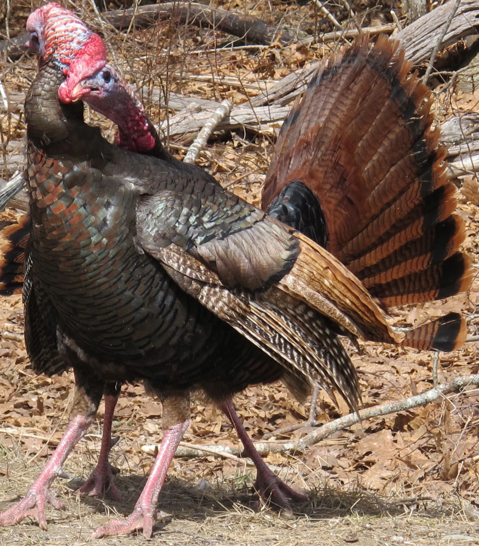 One male was especially effective at pulling on his opponent's head and neck.