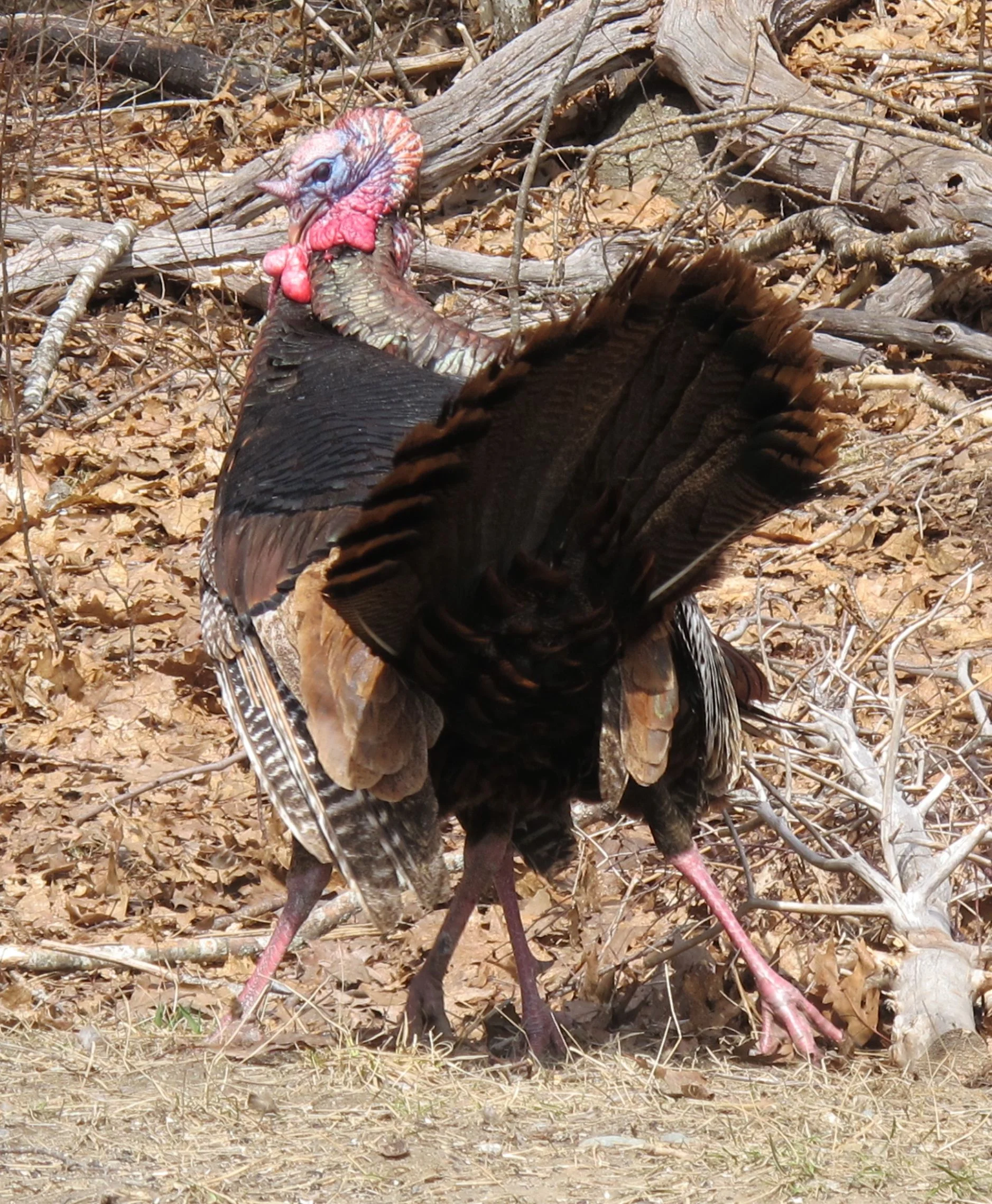 Count the legs: There are two turkeys here, and the head you see belongs to the turkey in back. For a while, one turkey seemed to have his foe in a wrap-around-neck chokehold.