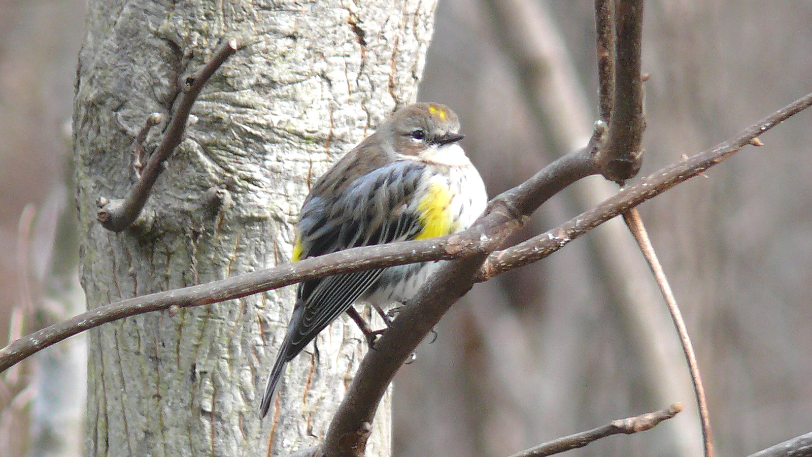 A yellow-rumped warbler