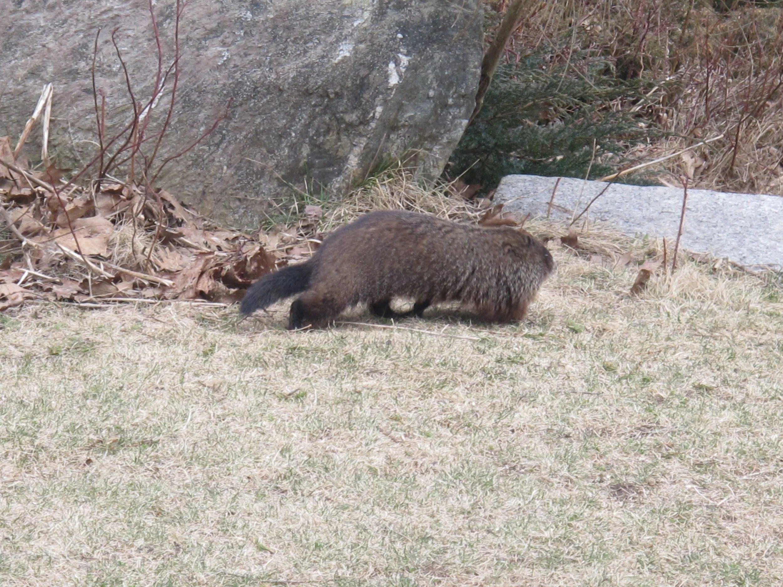 He—or she—showed pretty good speed in almost bounding down granite stairs toward the water. I'd probably feel frisky too after spending months in a dormant state in a hole in the ground.