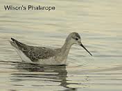 A Wilson's phalarope
