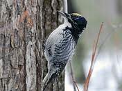 A three-toed woodpecker
