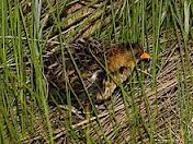 A yellow rail