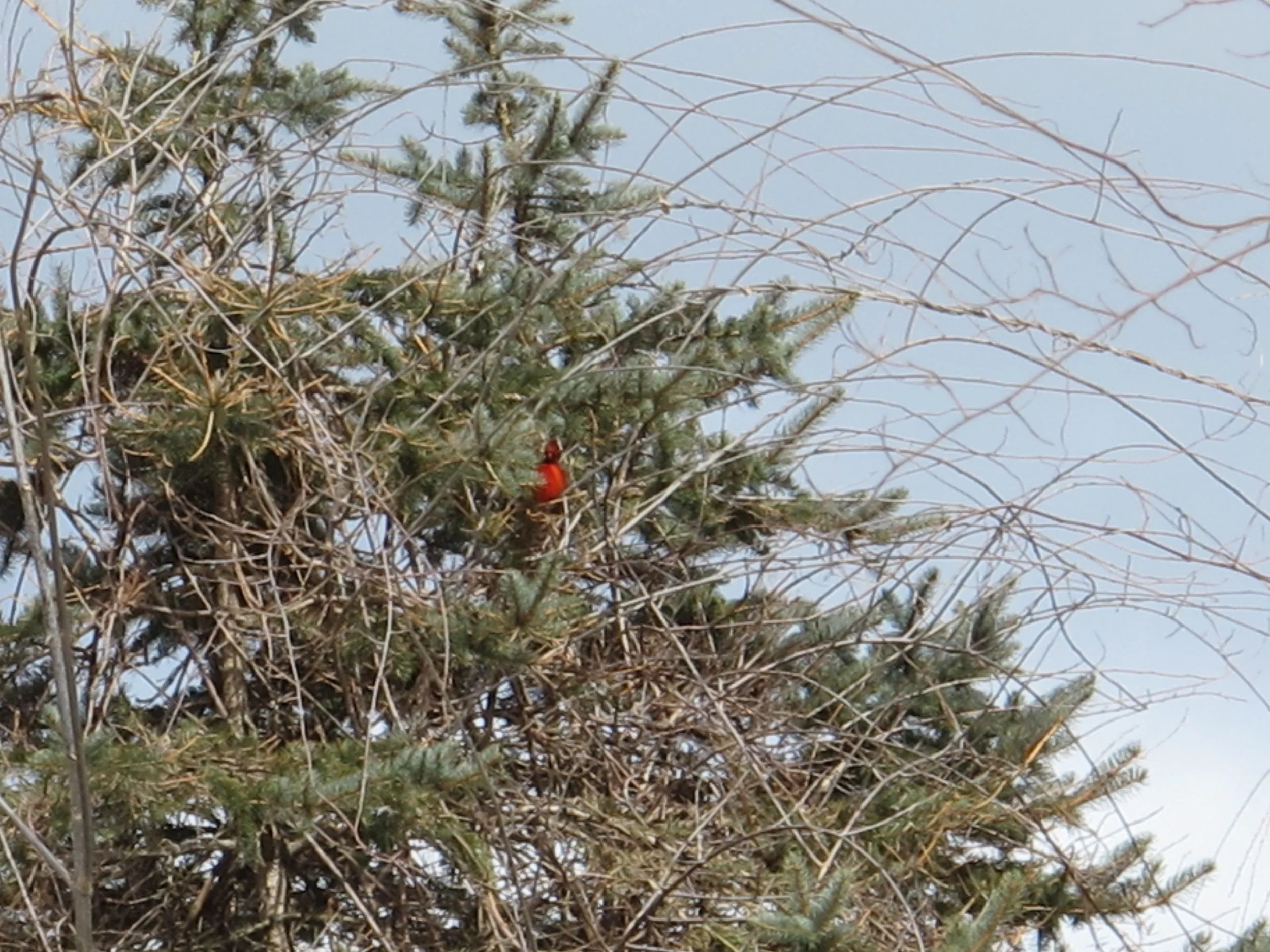 Two days ago we saw the reddest cardinal this side of Rome. Sign of spring?