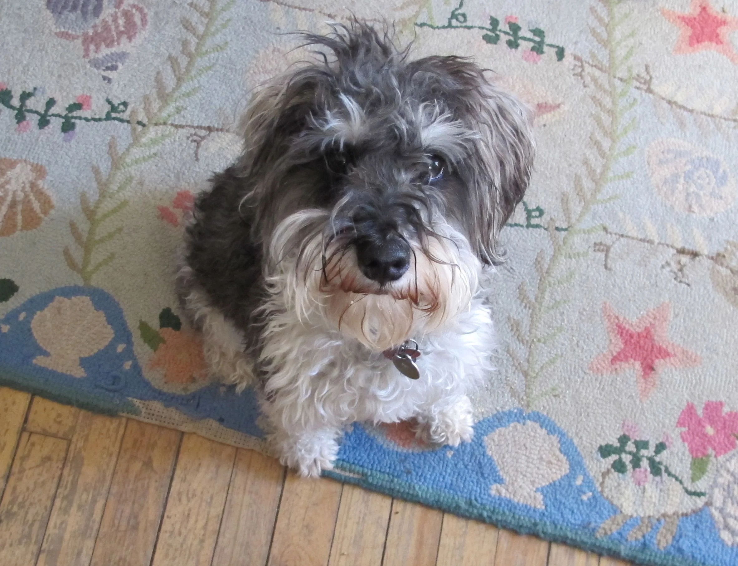 Bentley volunteered to be our taste tester.