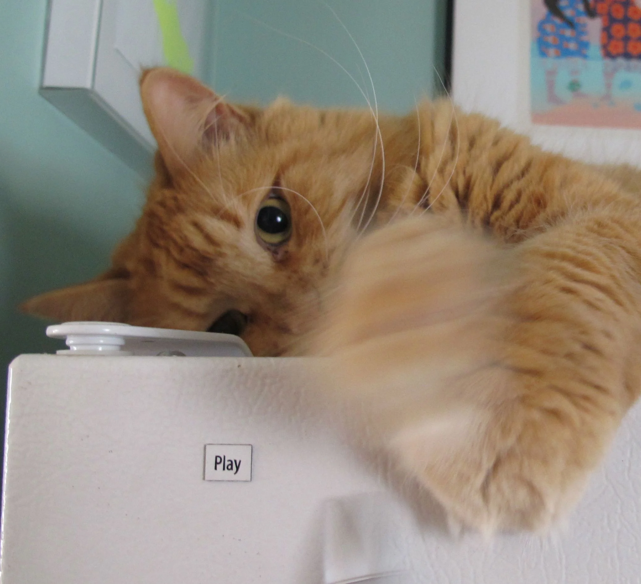 While taking this shot of Bentley's brother cat Fritz, we didn't notice the word on the refrigerator. Purrr-fect.