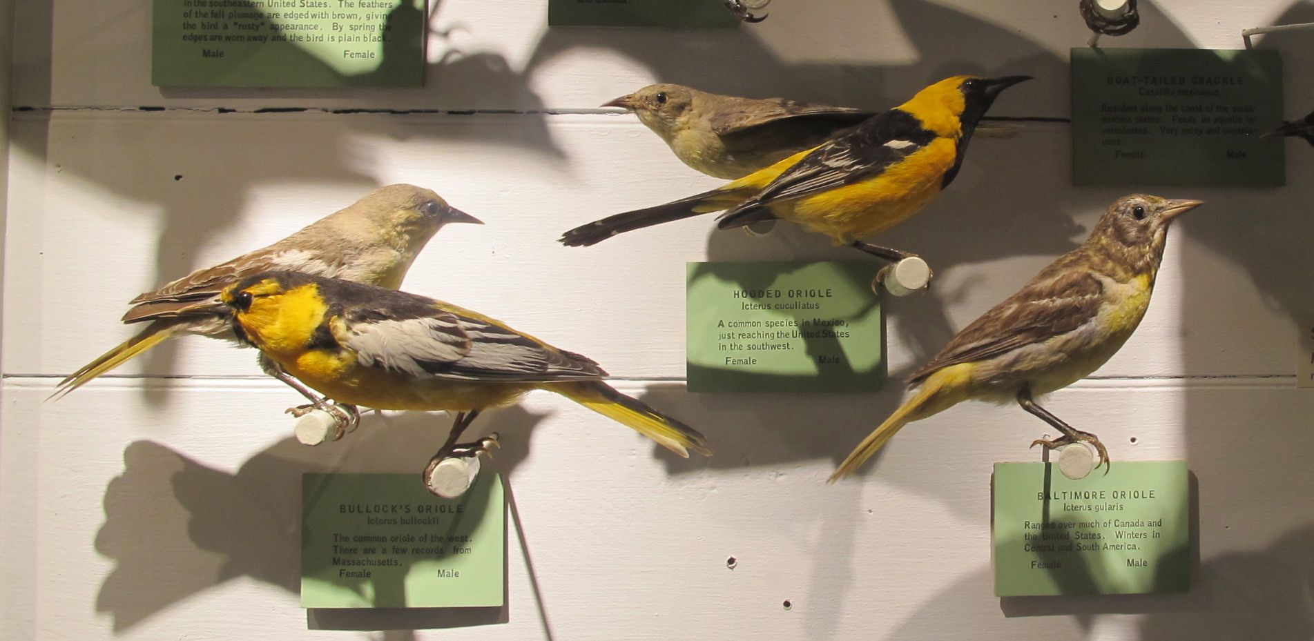 From one of the museum's bird-specimen cases, here are (from left) Bullock's, hooded and Baltimore orioles (the last one a bit faded from age).