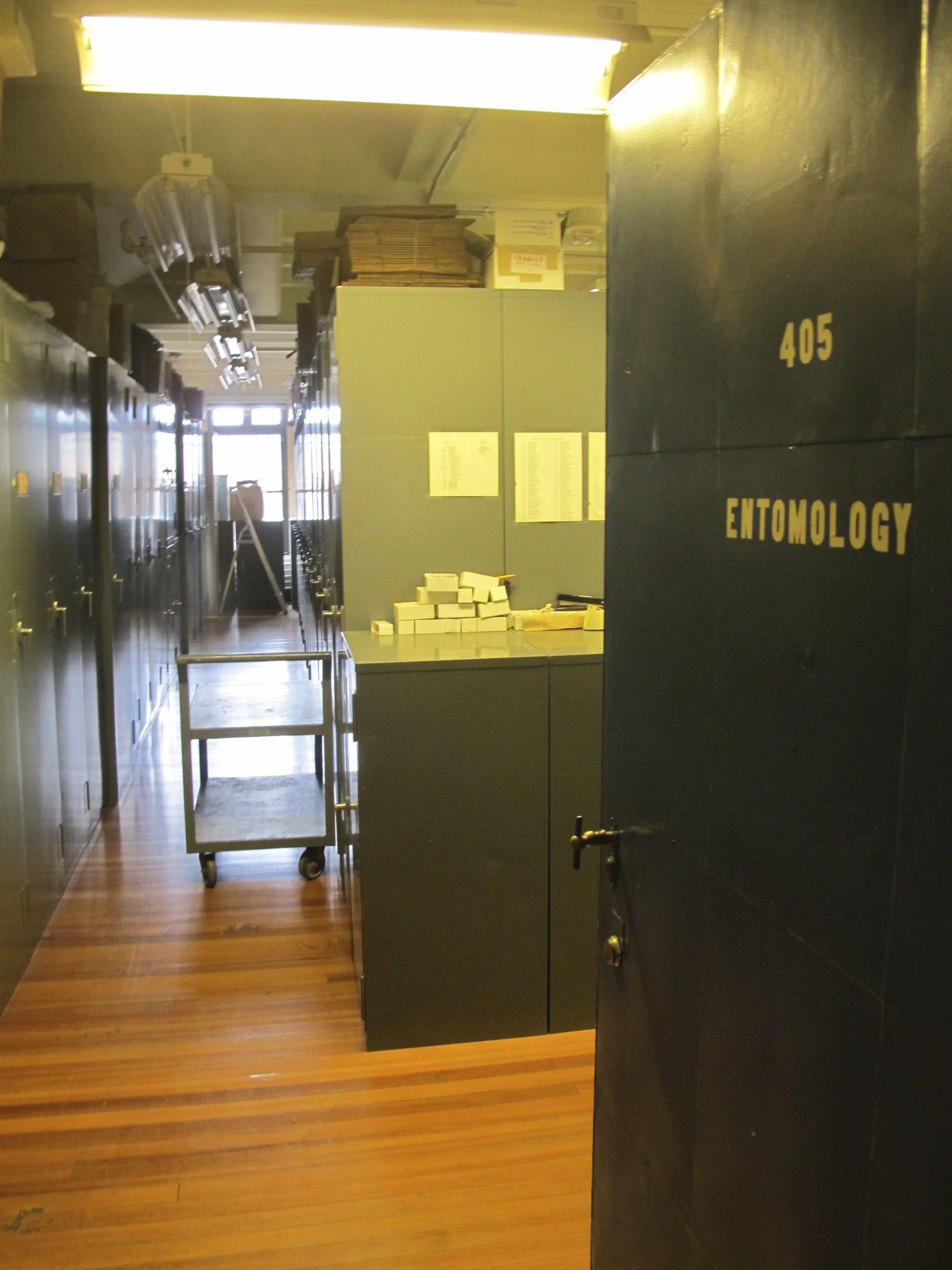 One of the biggest thrills for us was seeing the rooms where E.O. Wilson and his mentor Frank Carpenter (whose sketchbook we have on display at The Naturalist's Notebook) did some of their pioneering insect research.