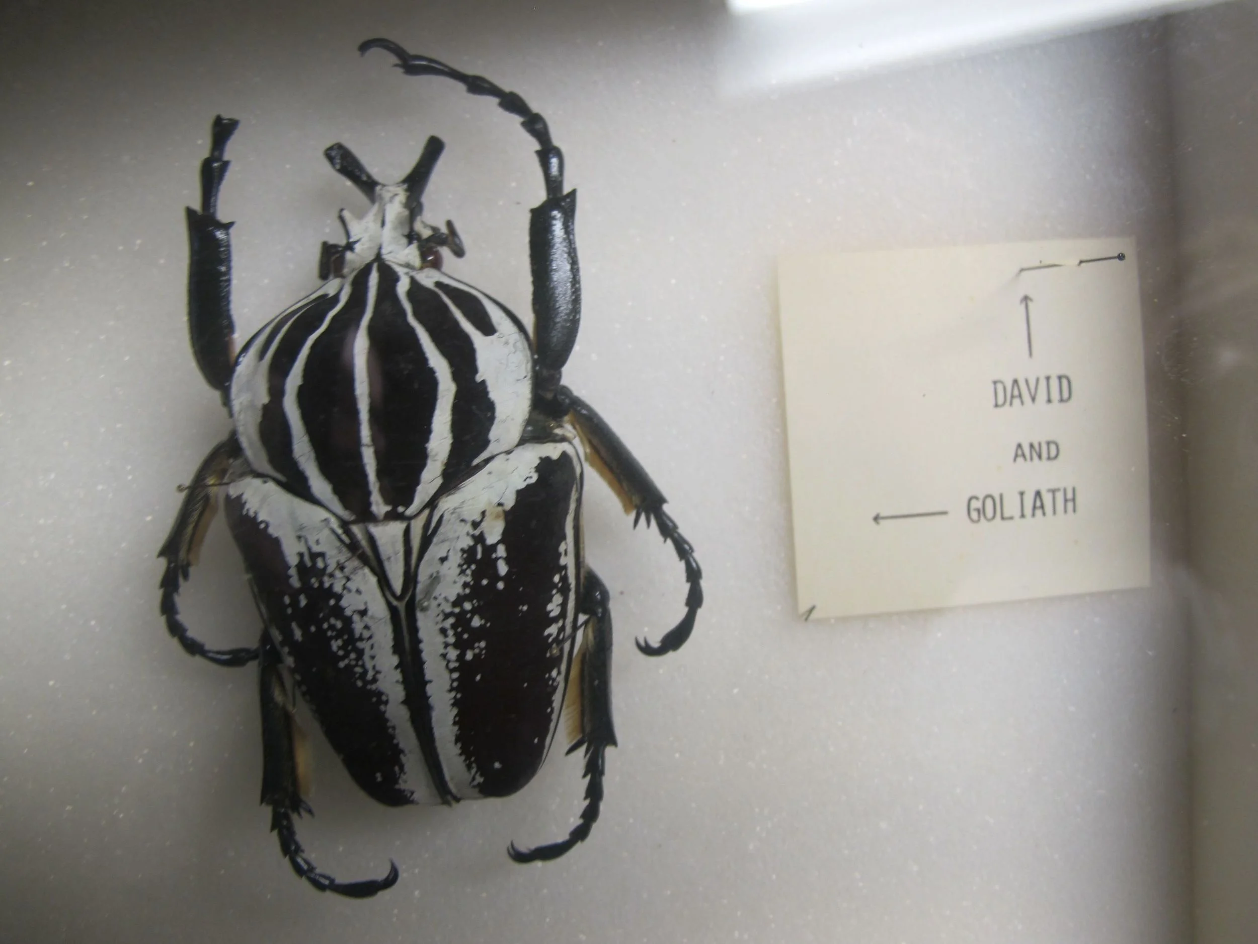 The variety of beetles in the world is staggering. The Comparative Museum collection has these labeled in jest as David and Goliath. David is smaller than the head of a pin; Goliath is the size of your fist.