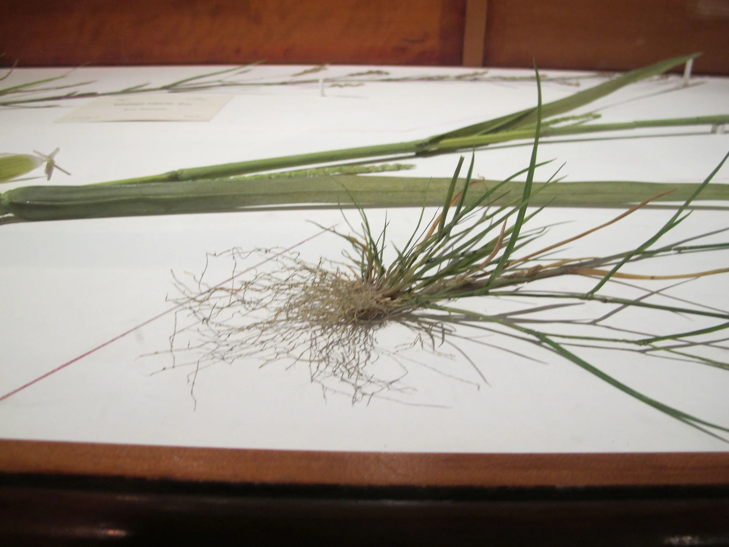 This is not grass. It is GLASS. The glass flowers collection at the Natural History Museum is mind-blowing. A father and son, Leopold and Rudolf Blaschka, made astoundingly deliciate, painstakingly painted glass representations of an herbarium's worth of plants. They even made cross-section views to help botanists understand the flora.