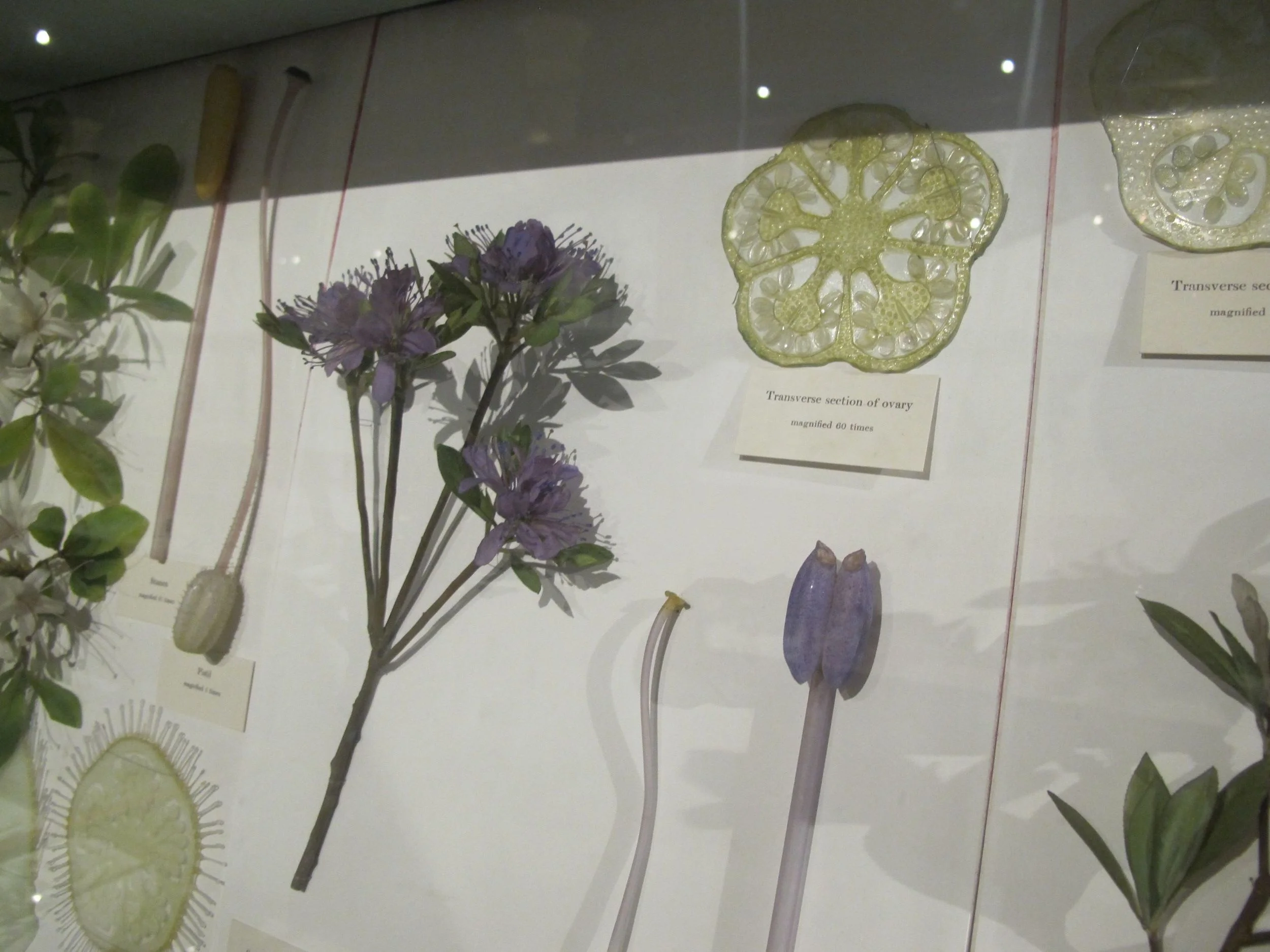 According to a display, the Blaschkas used glass-working techniques they had adapted from jewelry making. They pulled, crinkled and occasionally blew glass tubing and plate glass after softening it over a flame. They fused wire to the base of glass leaves, petals and other parts and assembled them, and used glass tubing for stems. They initially painted the work, but because Rudolf wasn't satisfied with the colors of commercial pigments, they later made their own colored glasses to work with.