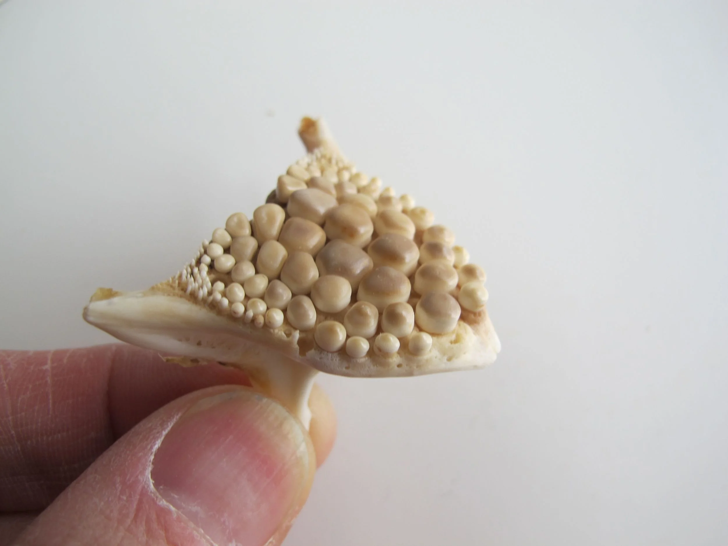 This is the lower jaw of a black drum fish. Note the unusual dental plate. Drum fish use that when crushing the shells of sea creatures they are devouring.