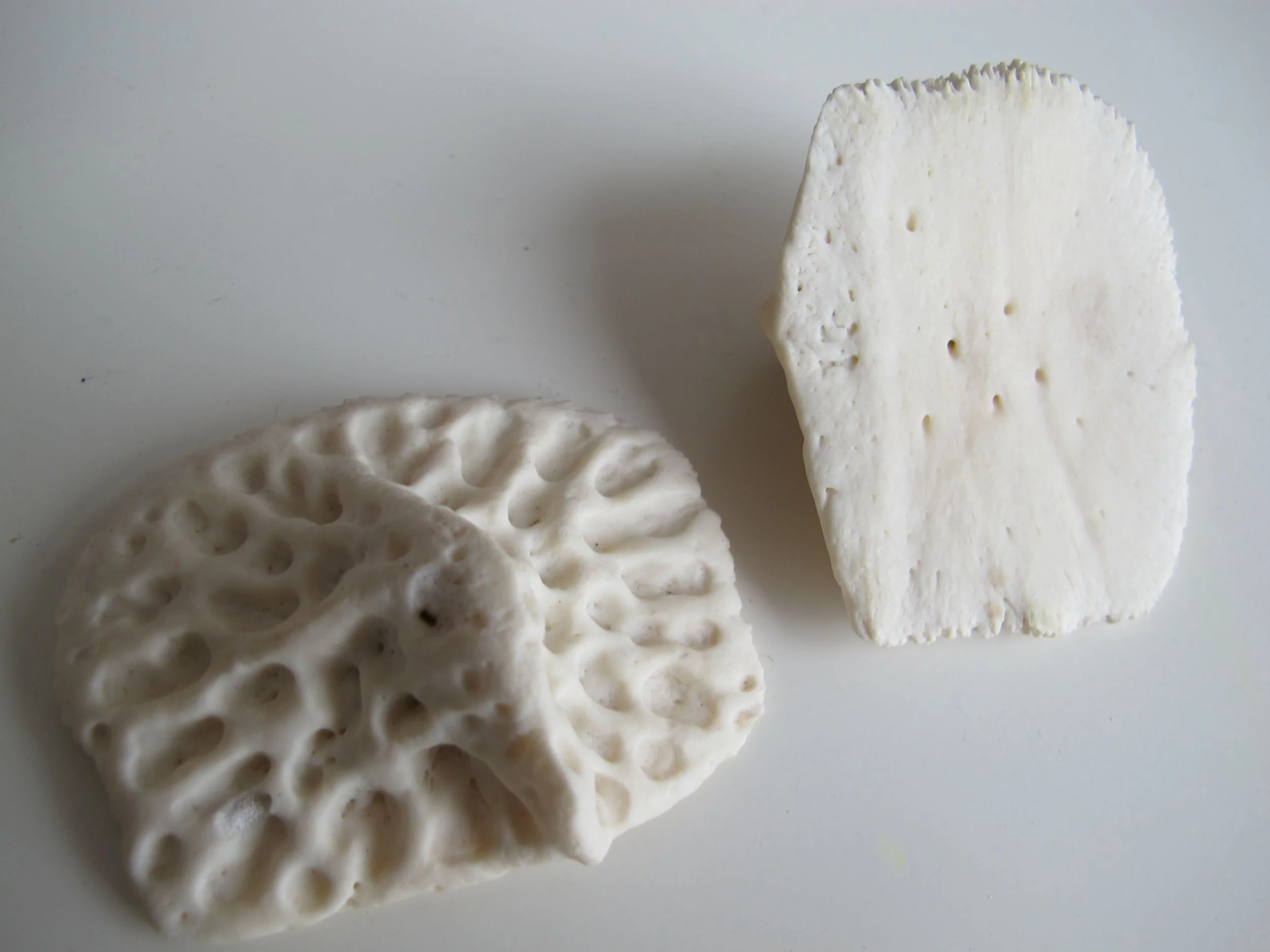 These circles of bones are dermal scutes from an alligator, which serve as body armor.