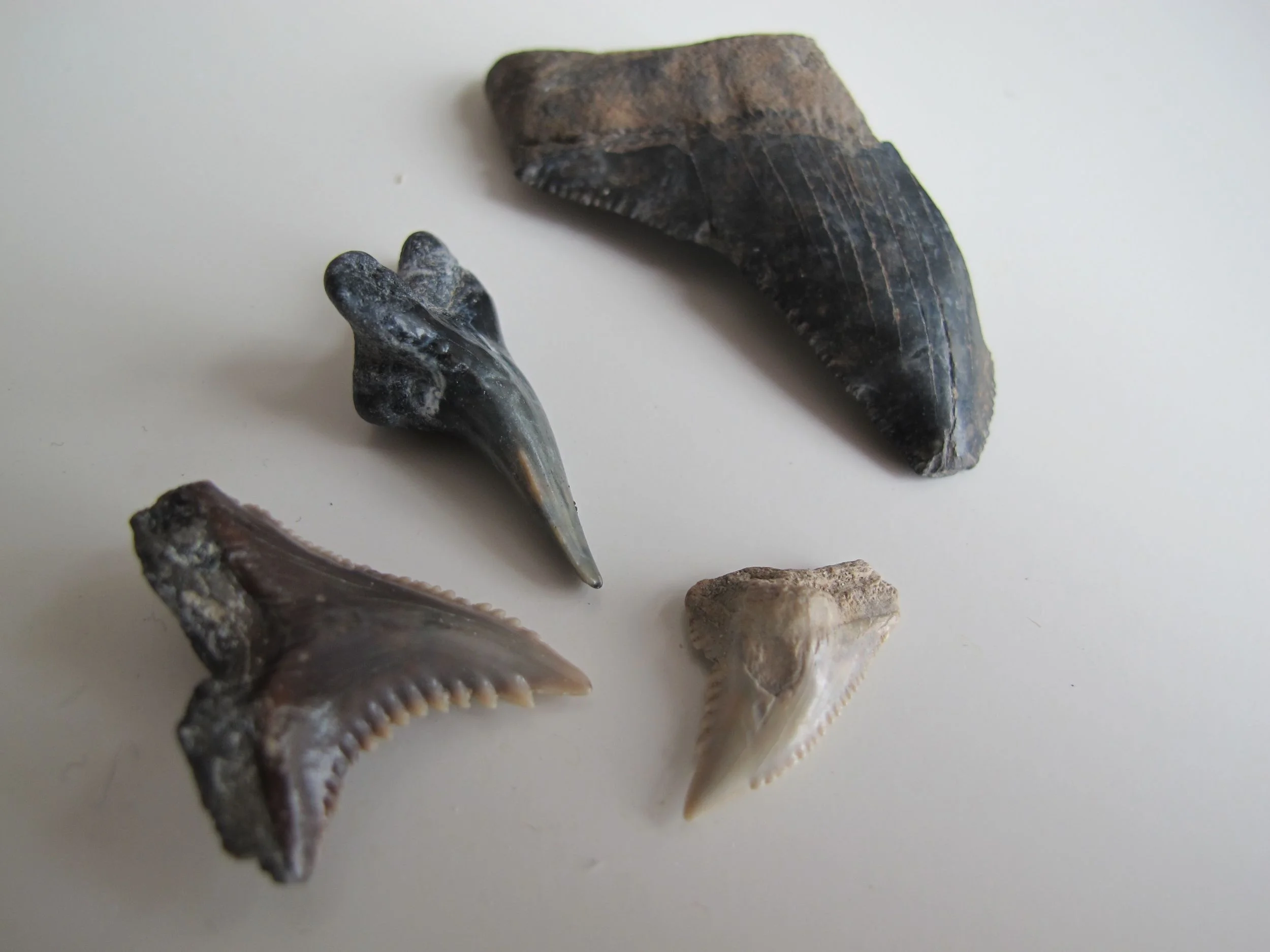 These are fossilized shark's teeth dating back 40 million years. Bruce says that they are from snaggletooth and megatooth sharks.