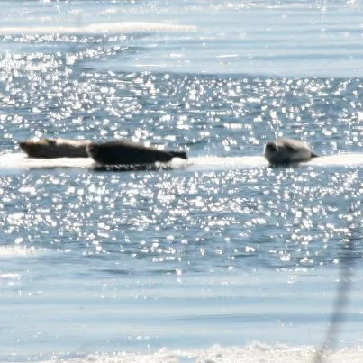 Seals sunning in front of our house.