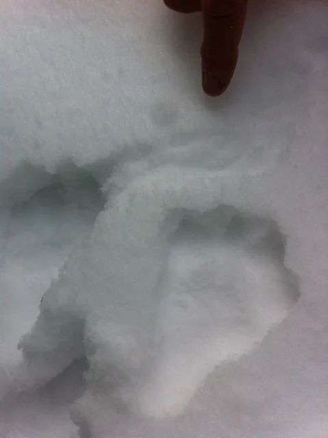 How about these TWO sets of tracks?