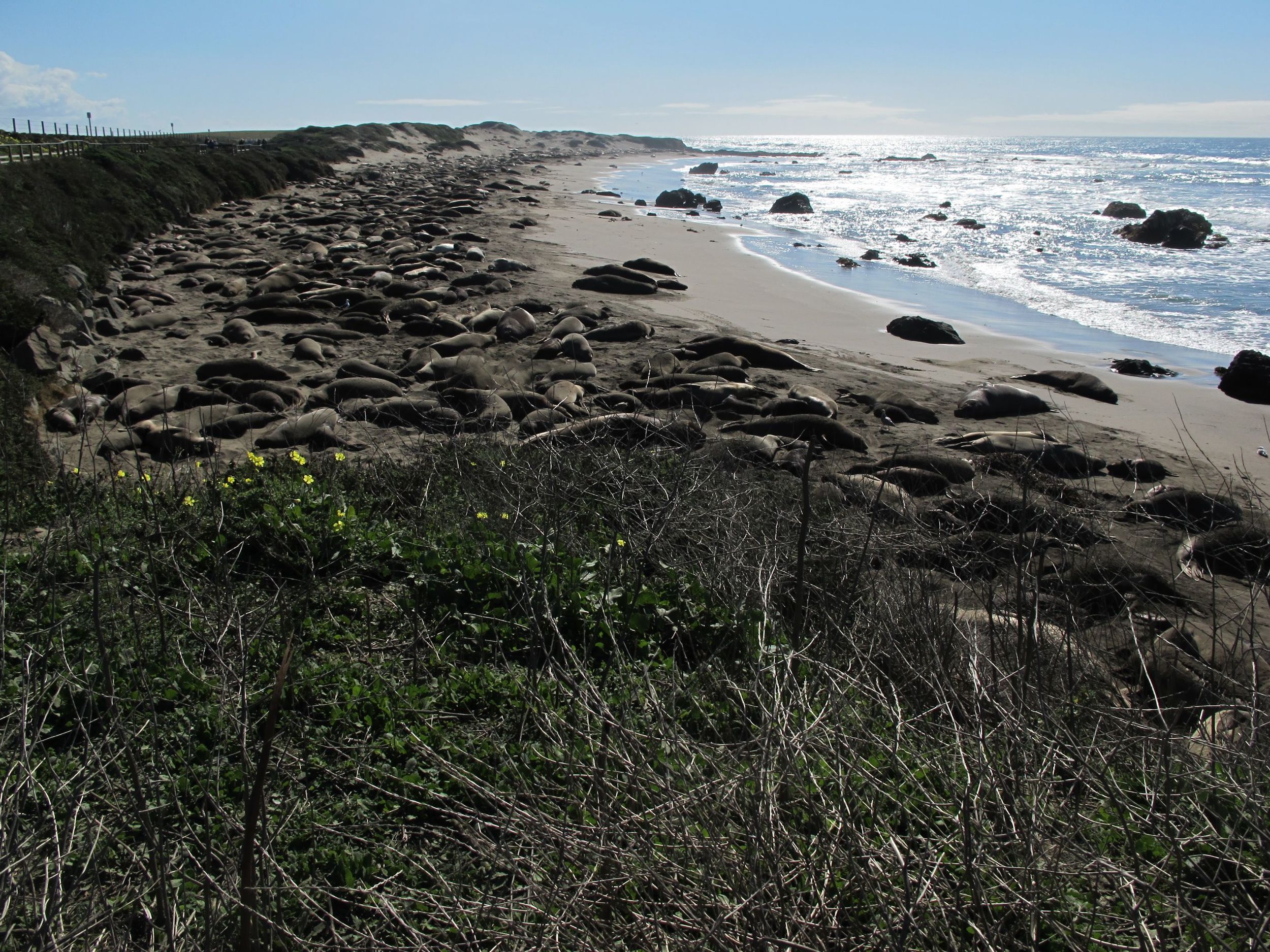 Third dead whale in a week washes up on Oregon coast - The San Diego  Union-Tribune