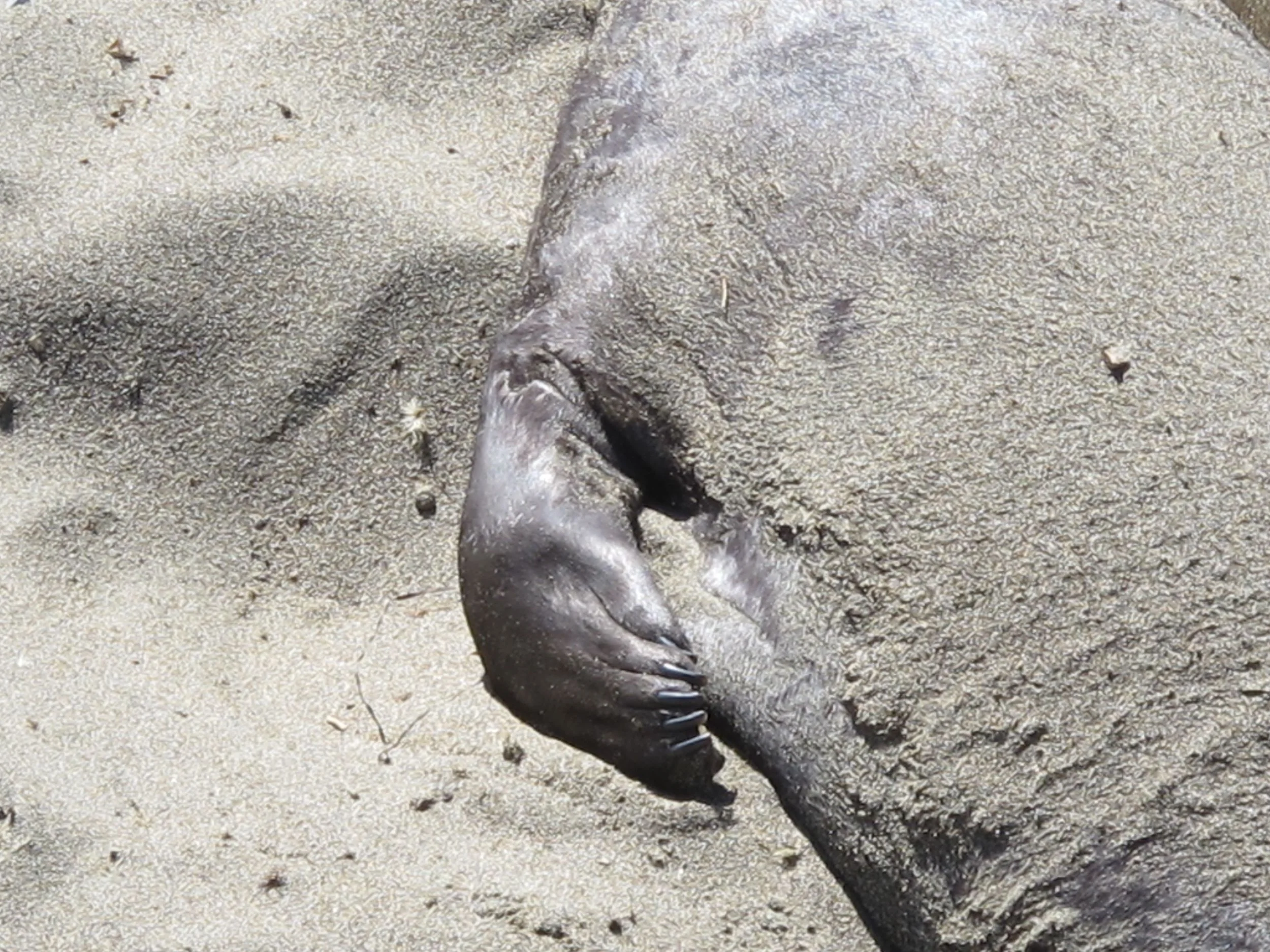 The elephant seals have short flippers.