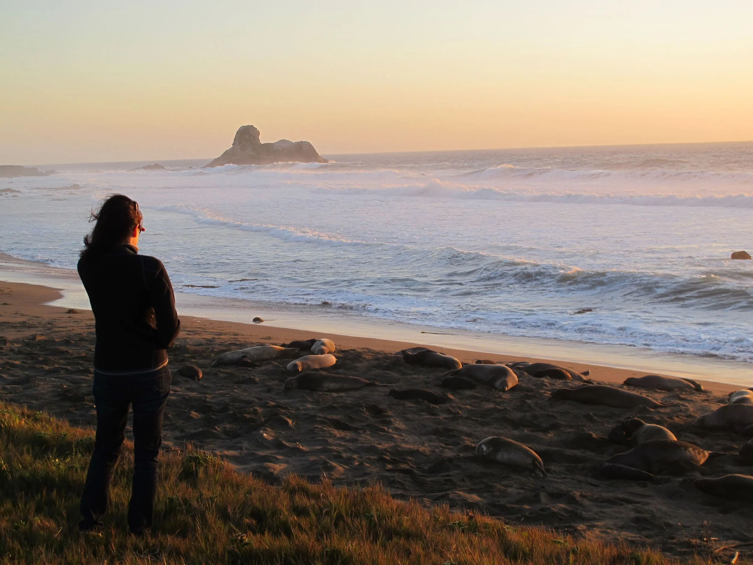 Pamelia during the first of our two visits to the elephant seal rookery near San Simeon.