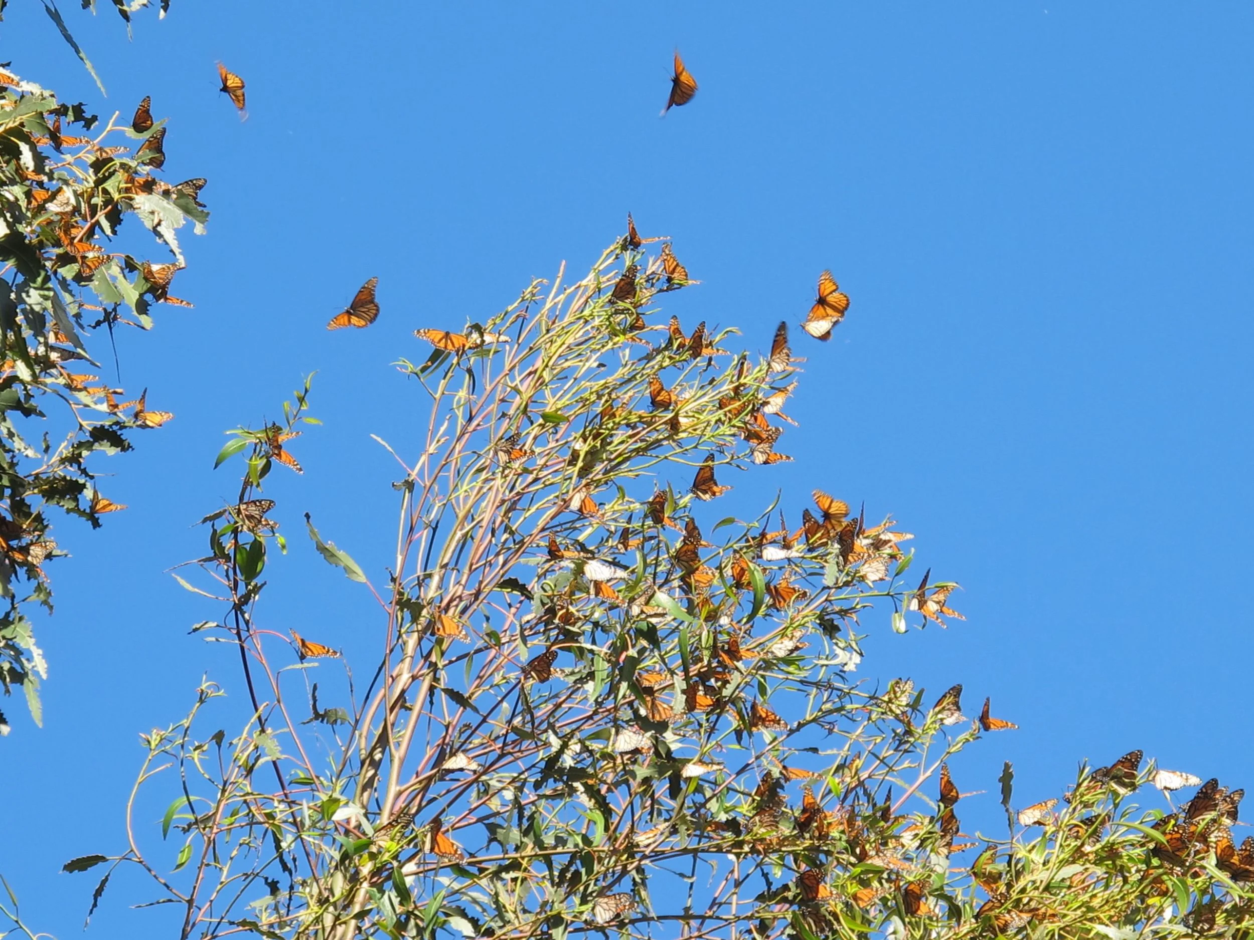 A particular grove of eucalyptus trees in Pismo Beach was filled with monarchs.