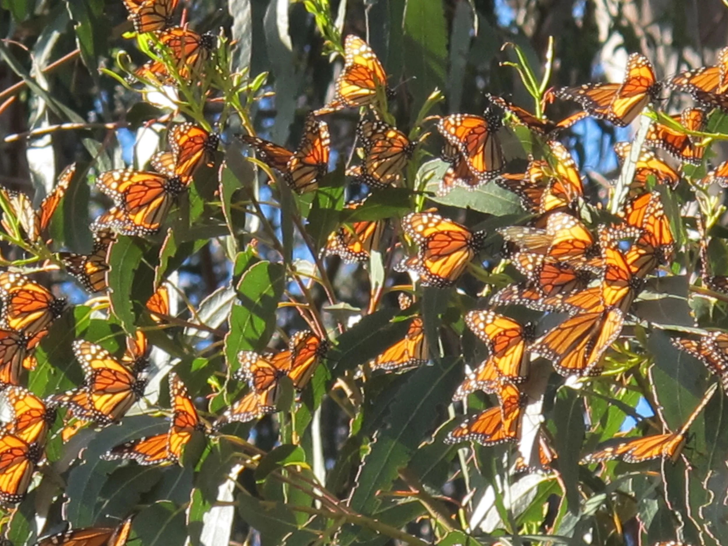 Some of the monarchs had migrated more than 1,000 miles, and none had ever made the trip before. The route is built into their genetic programming, and they make use of clues from ultraviolet light (which humans can't see), among other factors, to find their way to the destination.