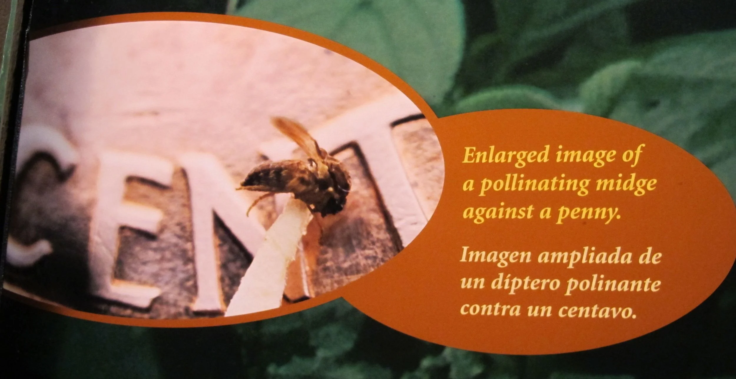 This is how small a midge is.