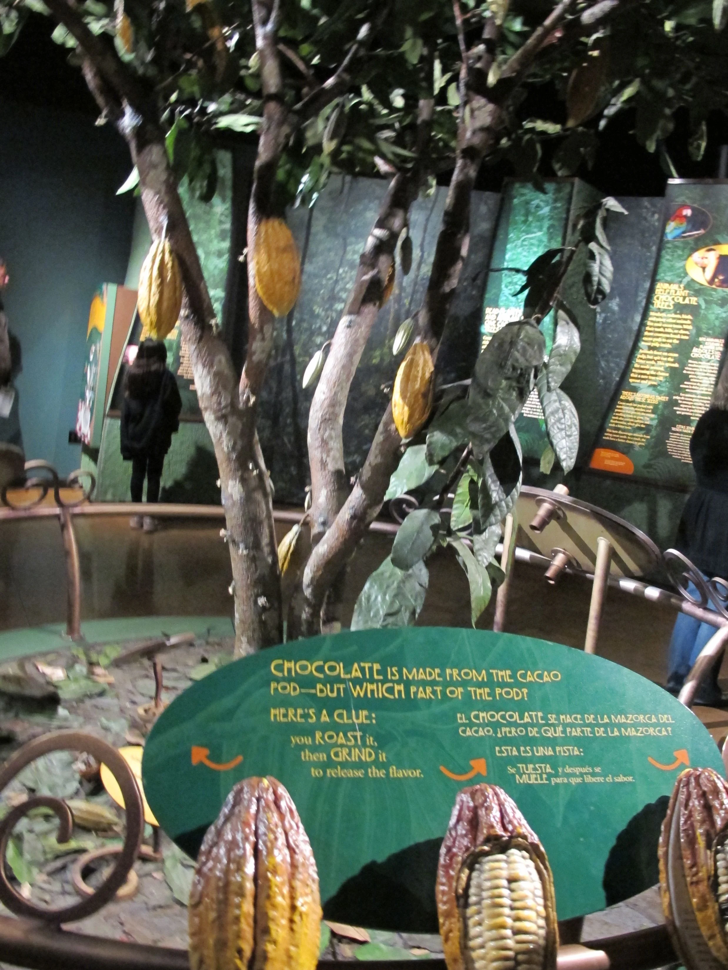 This shows how cacao pods (the source of the seeds from which chocolate is made) grow on the tree.