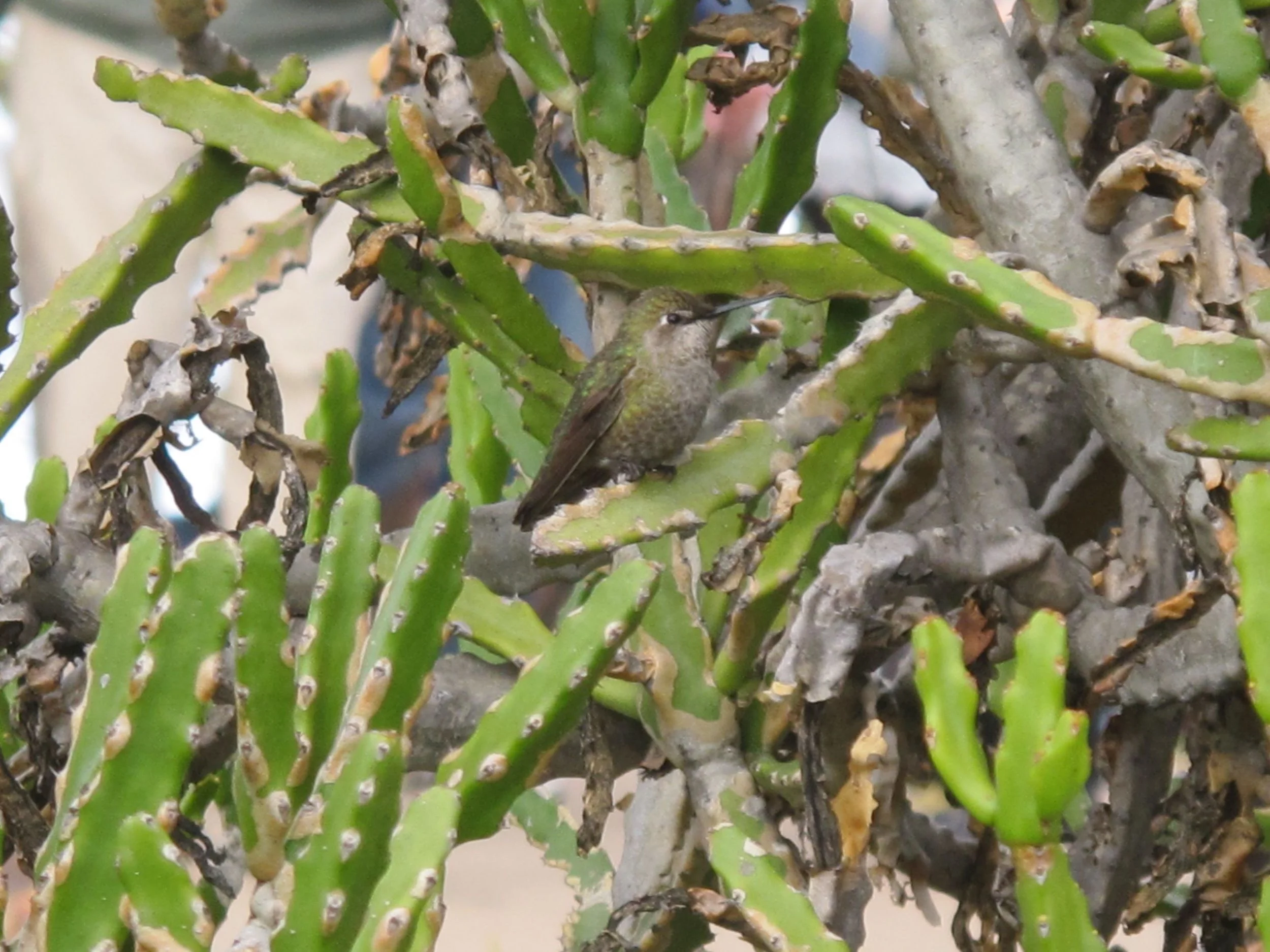 Here's what she was sketching. Judging from the field guides, I think it's a female Costa's hummingbird, but please correct me if you know better.