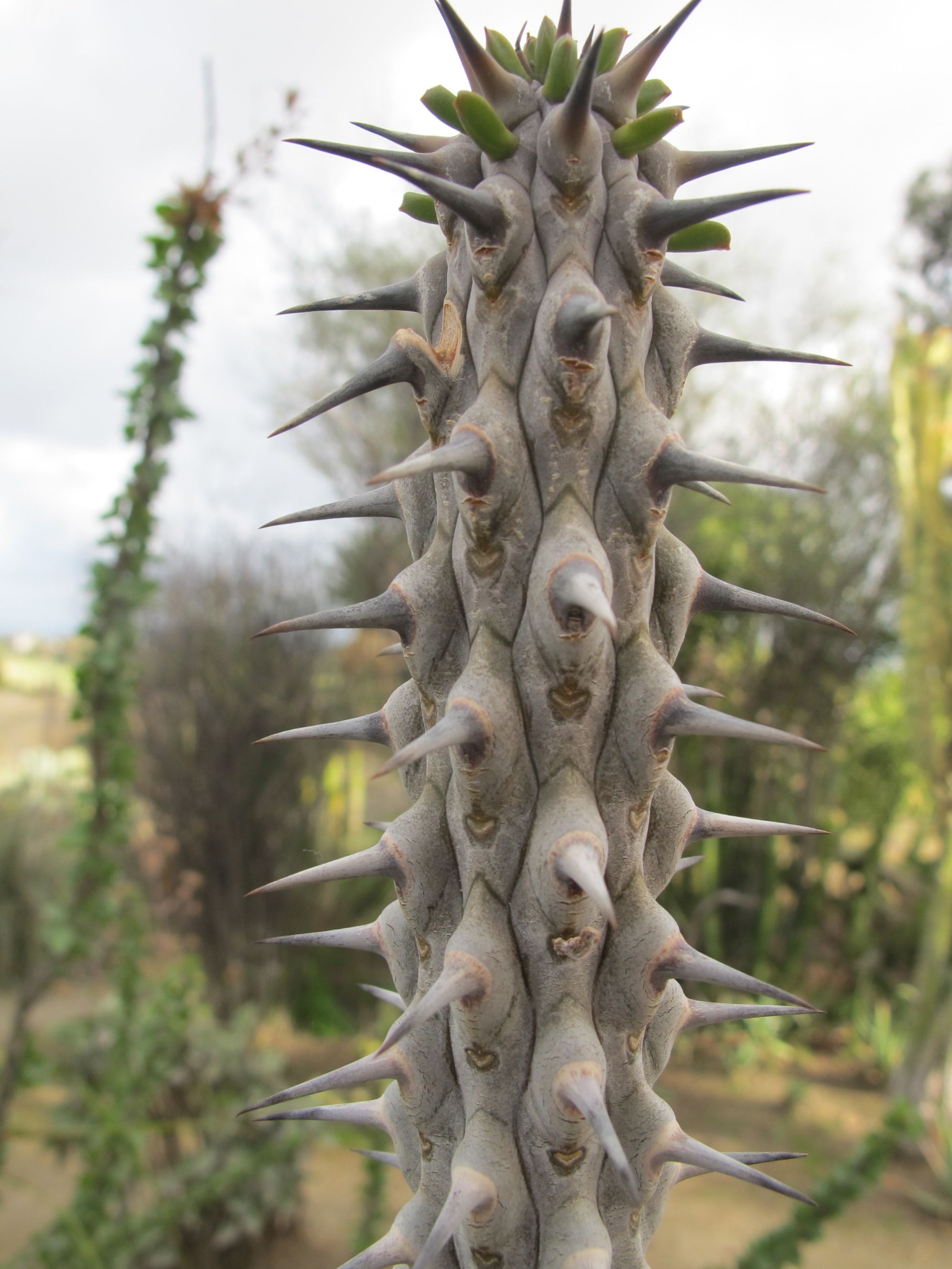 Any of you know what type of cactus this is? We saw it in the garden in Balboa Park.