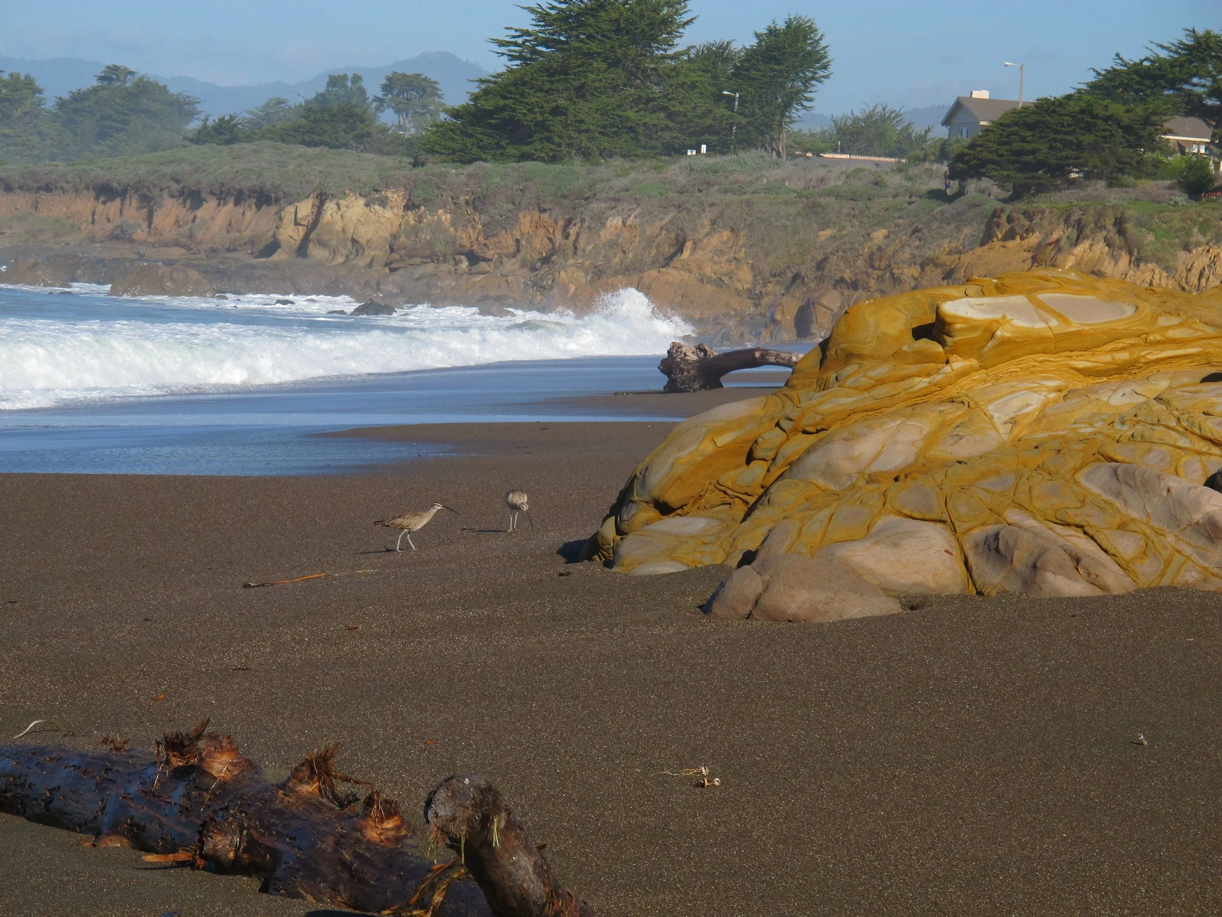 Two long-billed curlews scoured the beach in Cambria.