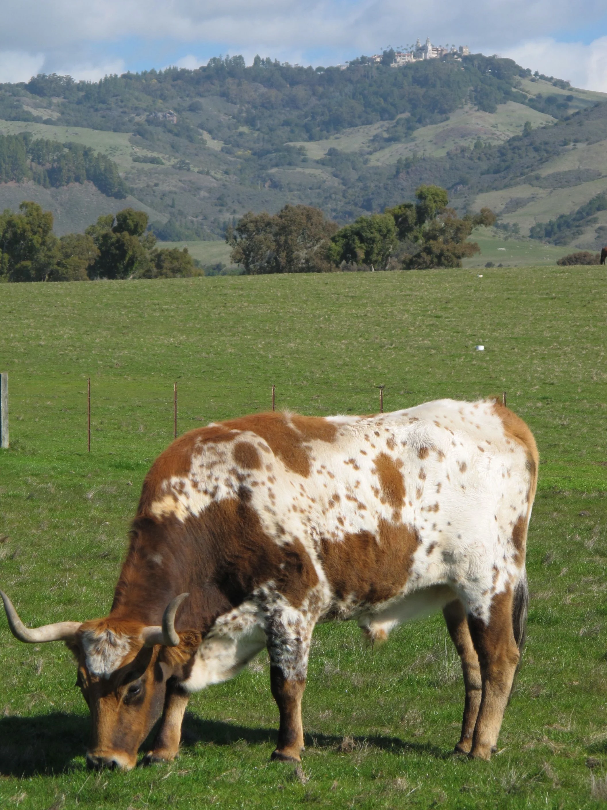 Hearst ranch cattle in front of Hearst Castle (hilltop in back).