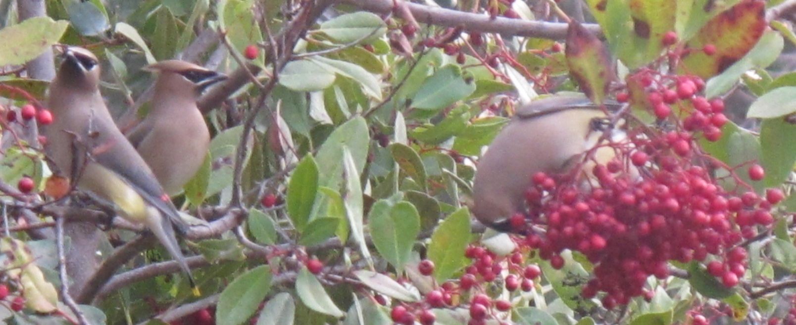 A flock of cedar waxwings was fueliing up on berries on campus.