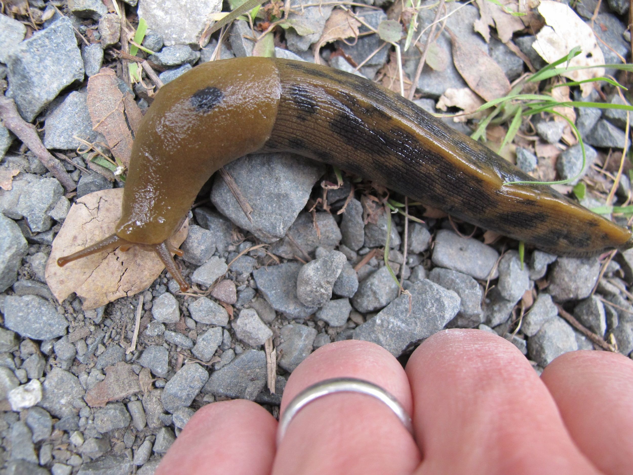 We climbed one of the Berkeley hills to try to visit the botanical gardens (closed for the day) and the Lawrence Hall of Science (open and delightful), Pamelia saw this four-inch leopard slug on the path.