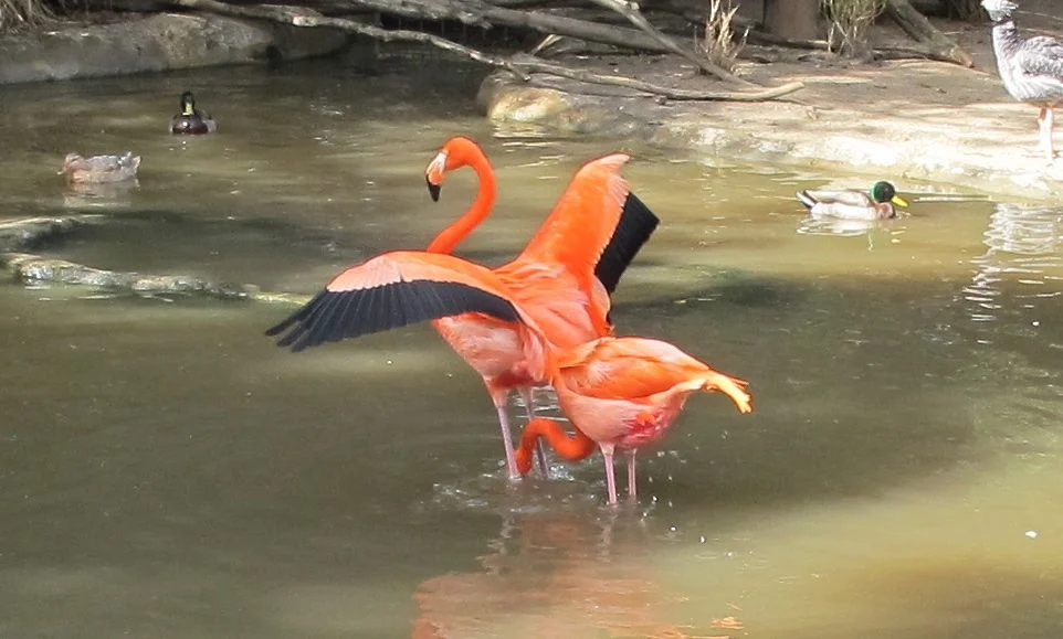 Flamingos at the zoo.