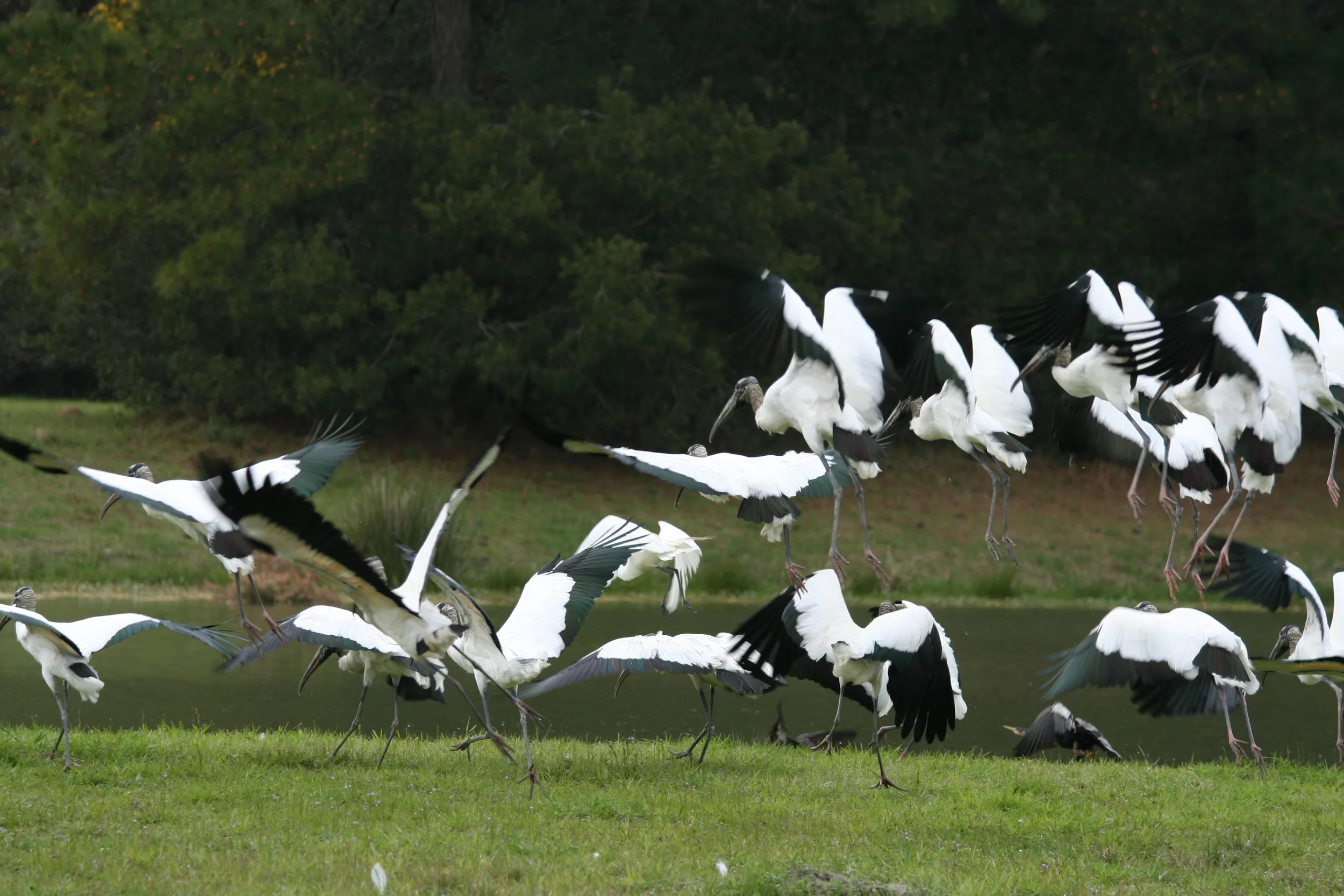 Some of South Carolina's wood storks. That species is the only type of stork to breed in North America.