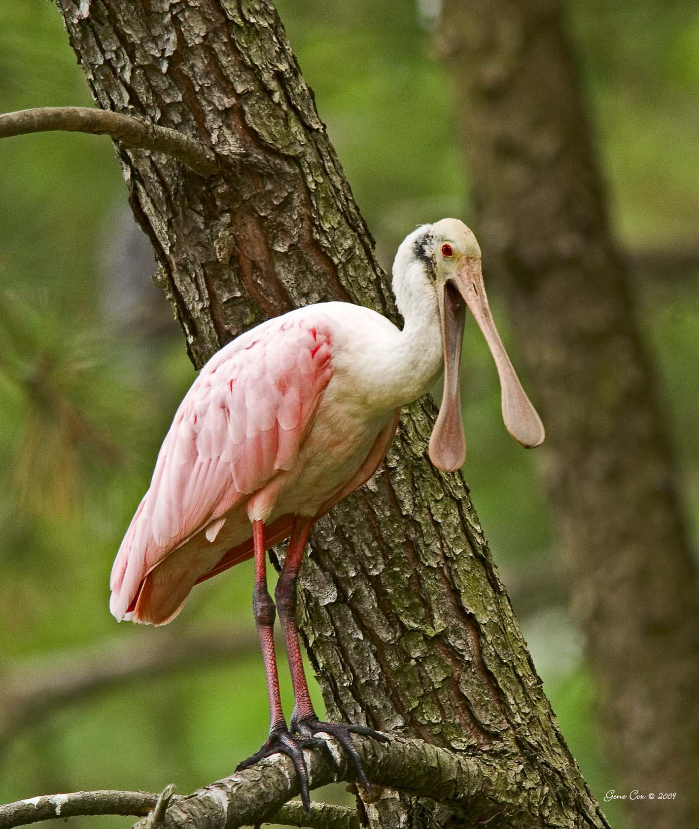 A roseate spoonbill, photographed by renowed nature photographer Dr, Gene Cox in the South Carolina Lowcountry. Roseates use their distinctive bills to forage for small fish and invertebrates in shallow coastal ponds and marshes.
