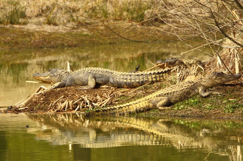 These are yellow alligators by a freshwater pond on Brays Island Plantation, a former rice, cotton and indigo plantation that is now an ecodevelopment. If you look closely at this shot by Dr. Tracy Wilkins, you'll spot three yellow-bellied slider turtles.