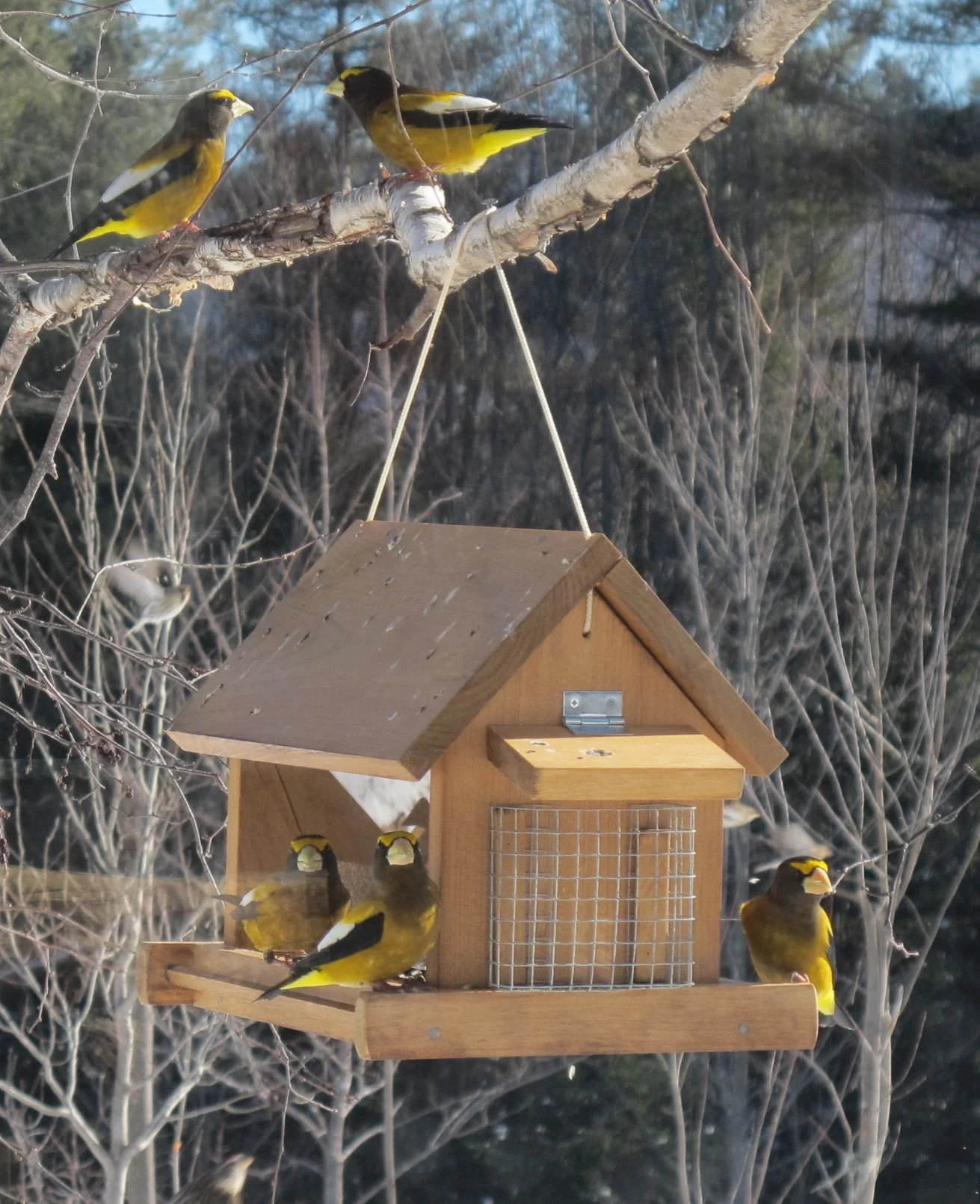 The evening grosbeaks were out in force (as were pine grosbeaks and redpolls) when we reached Bernd Heinrich's cabin.